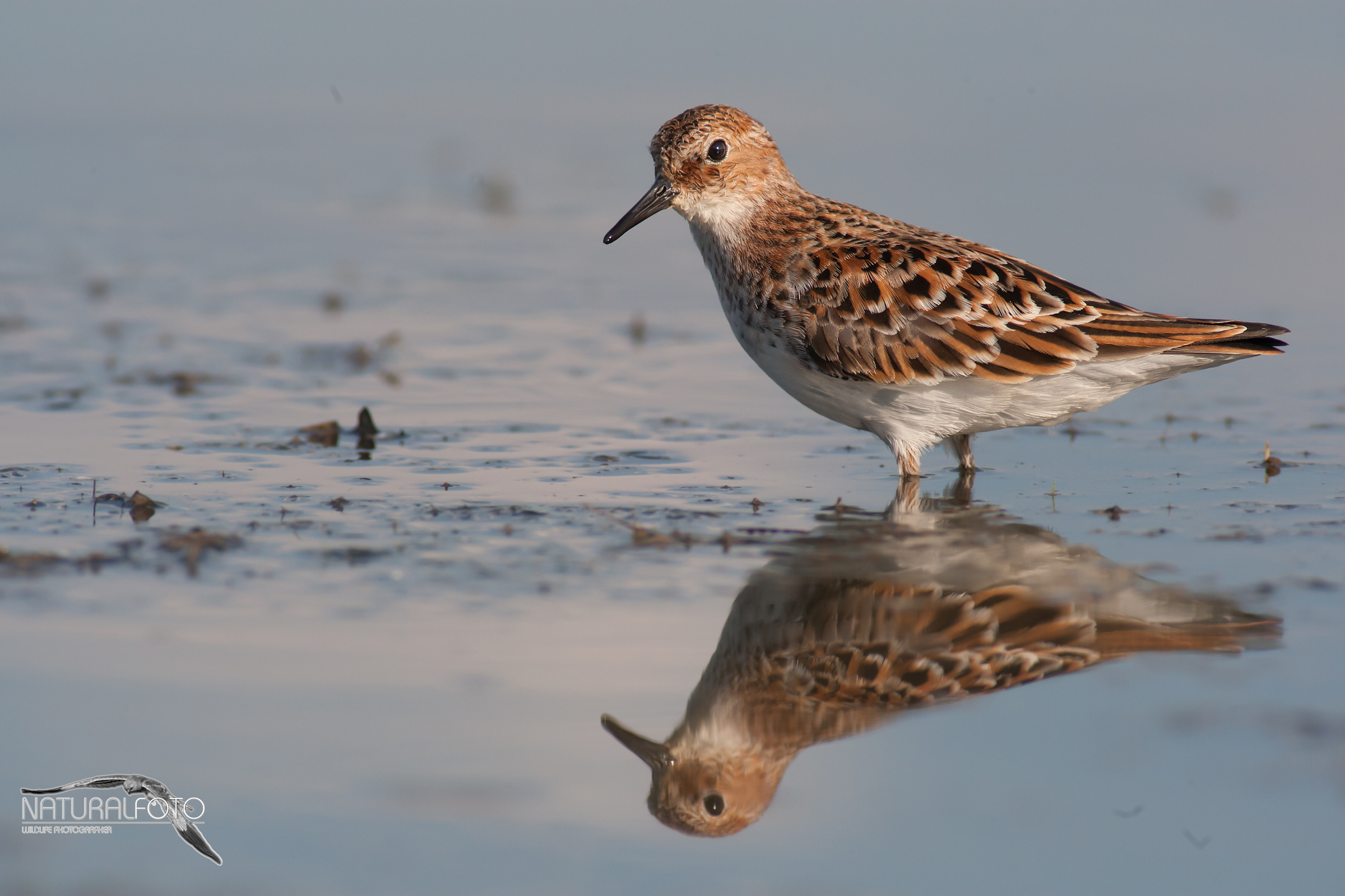 Gambecchio, shore shore 2