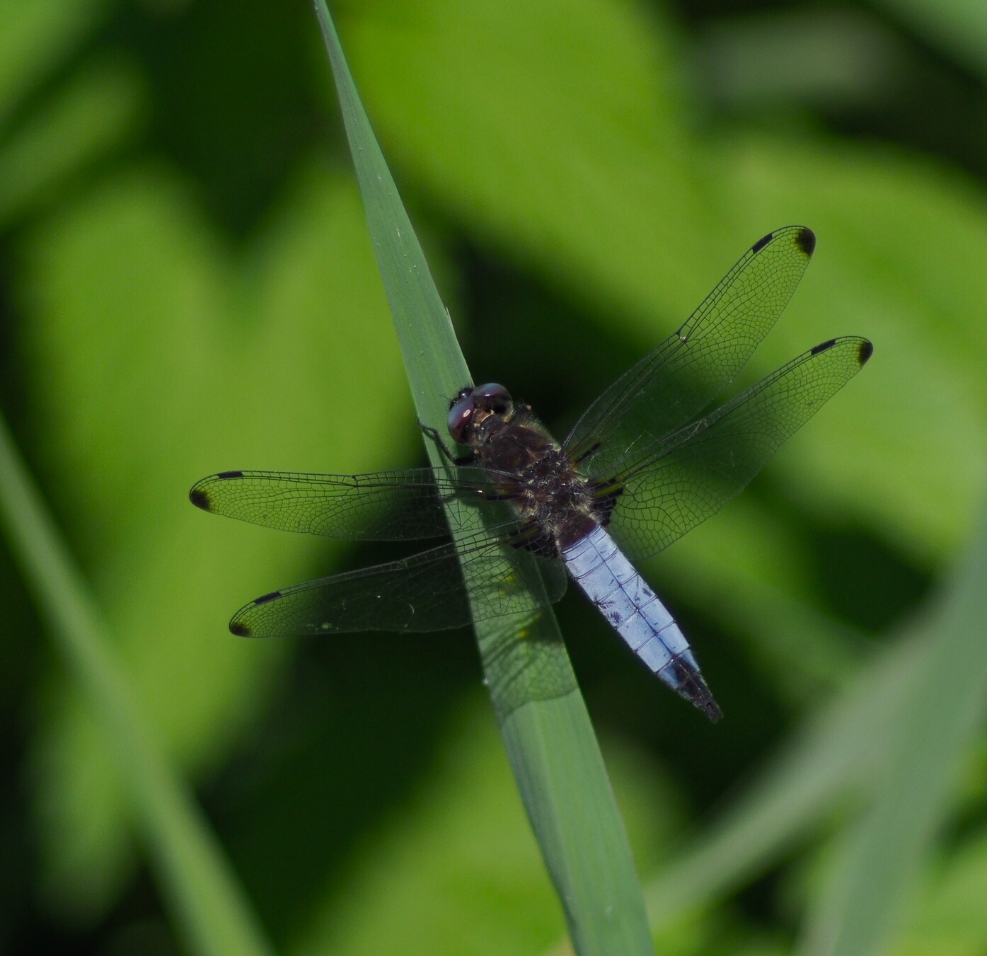 Blue Dragonfly without Macro