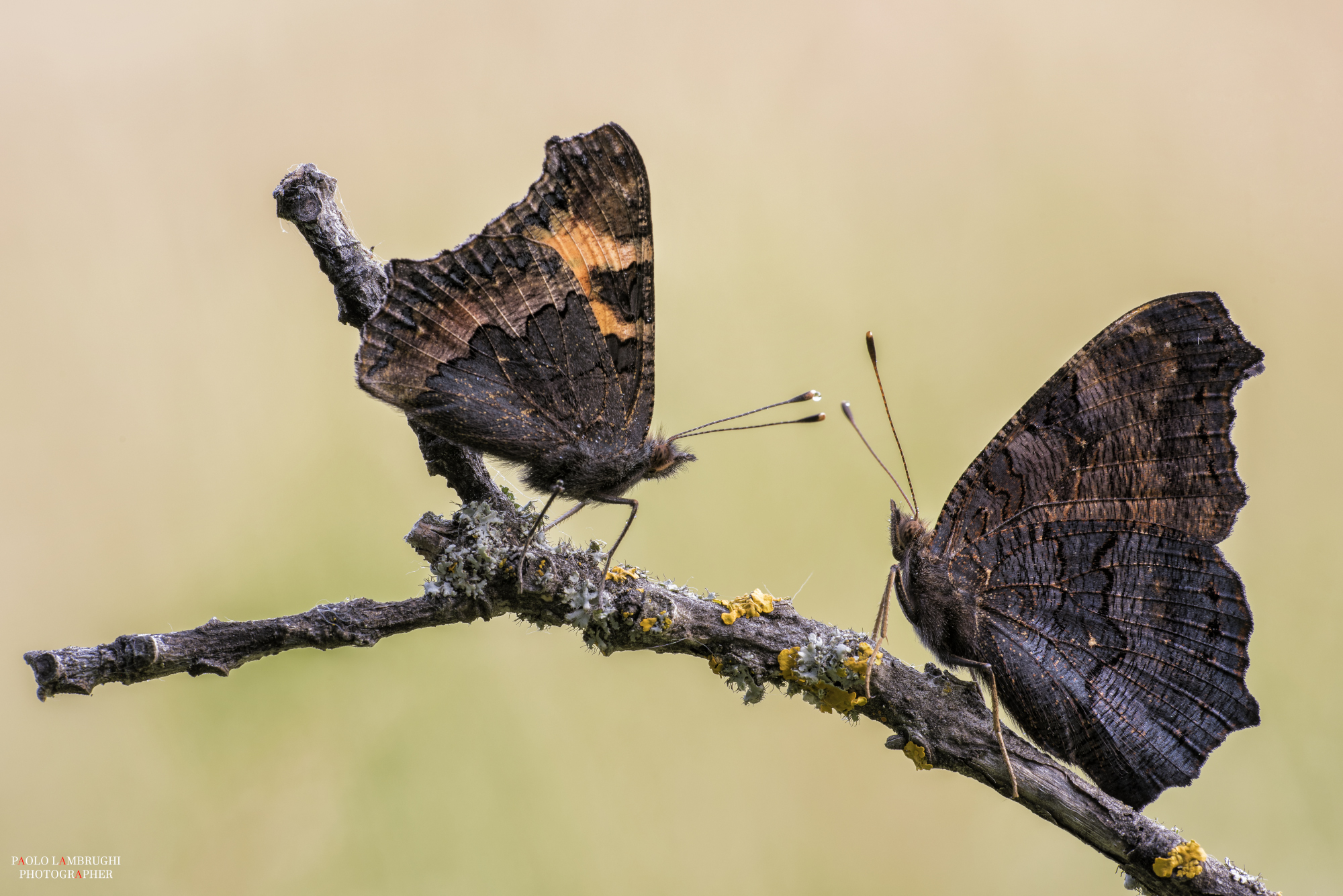 Urticaria e occhio di pavone