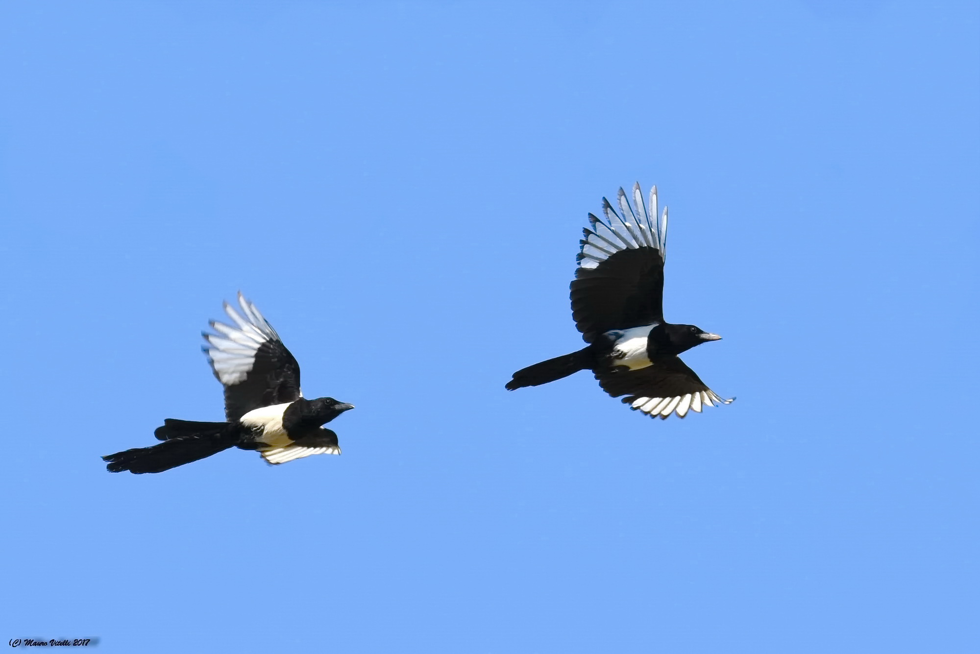 Grips in flight (Pica pica)