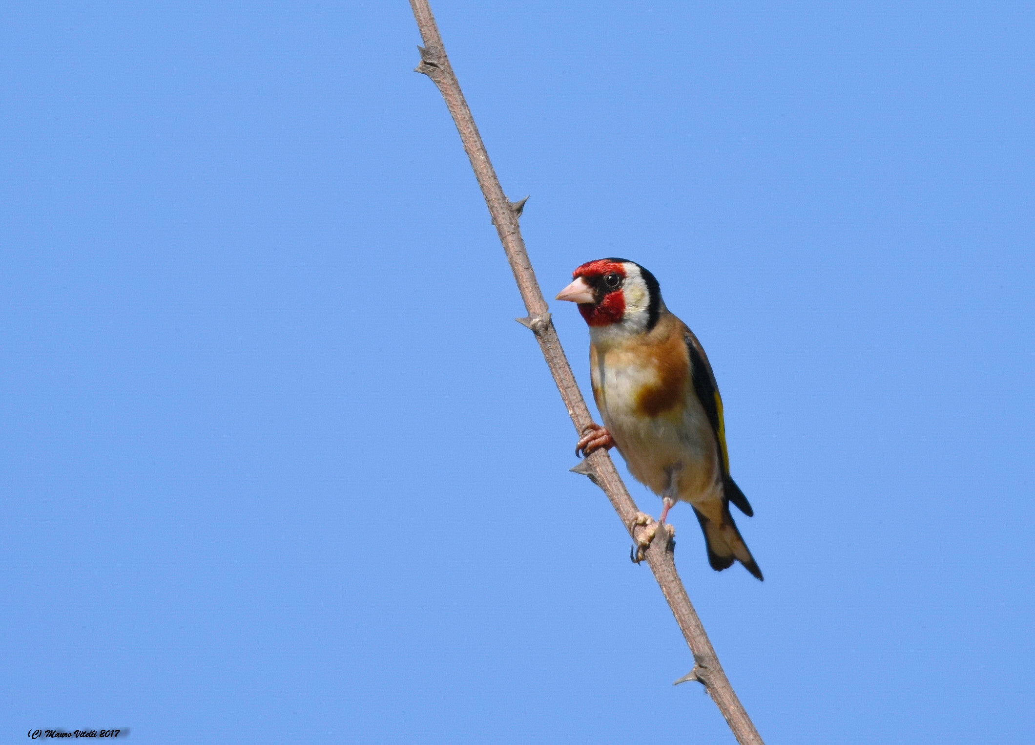 Cardellino (Carduelis carduelis)