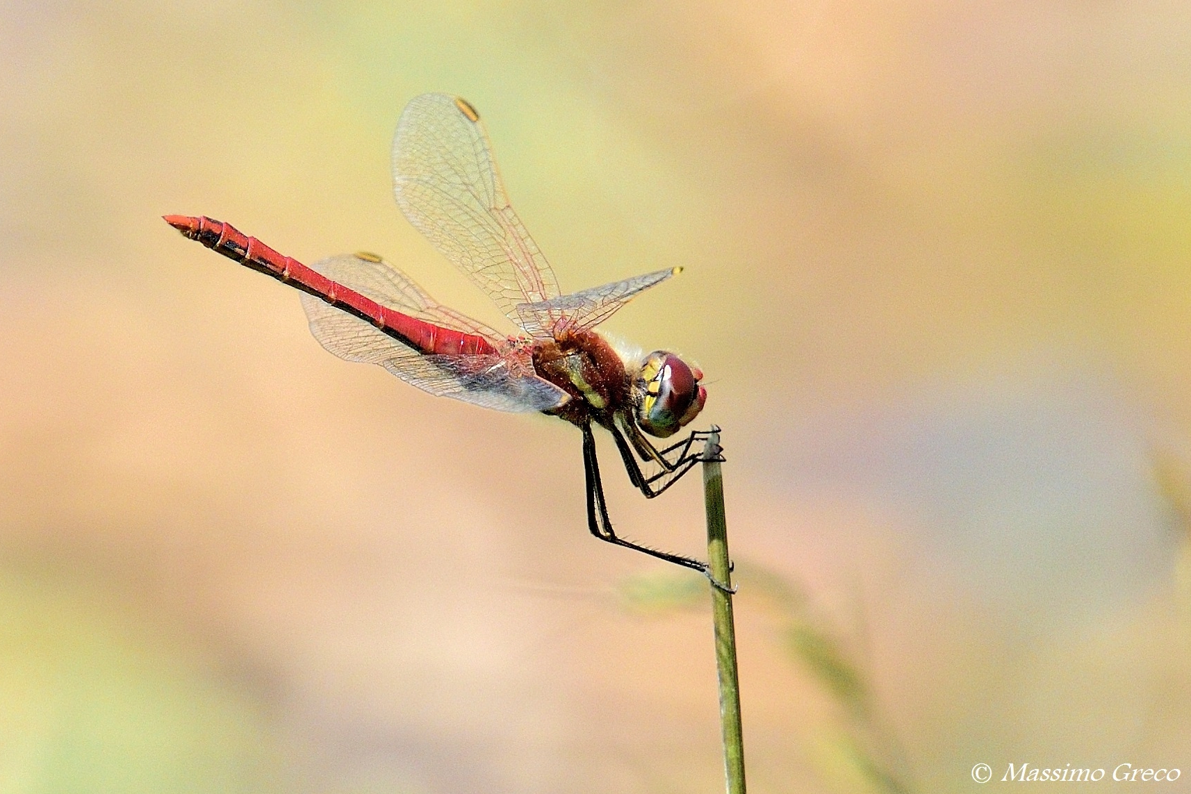 Sympetrum sanguineum