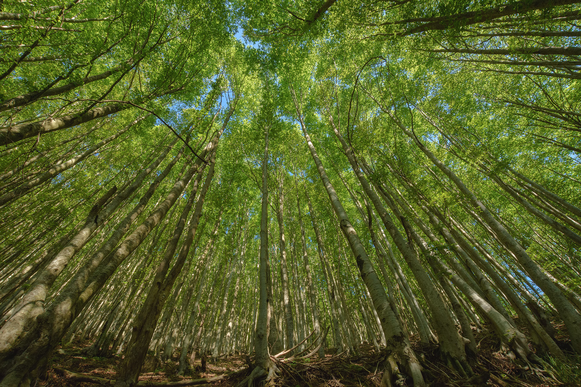 Apuan Alps Black Fate Forest.