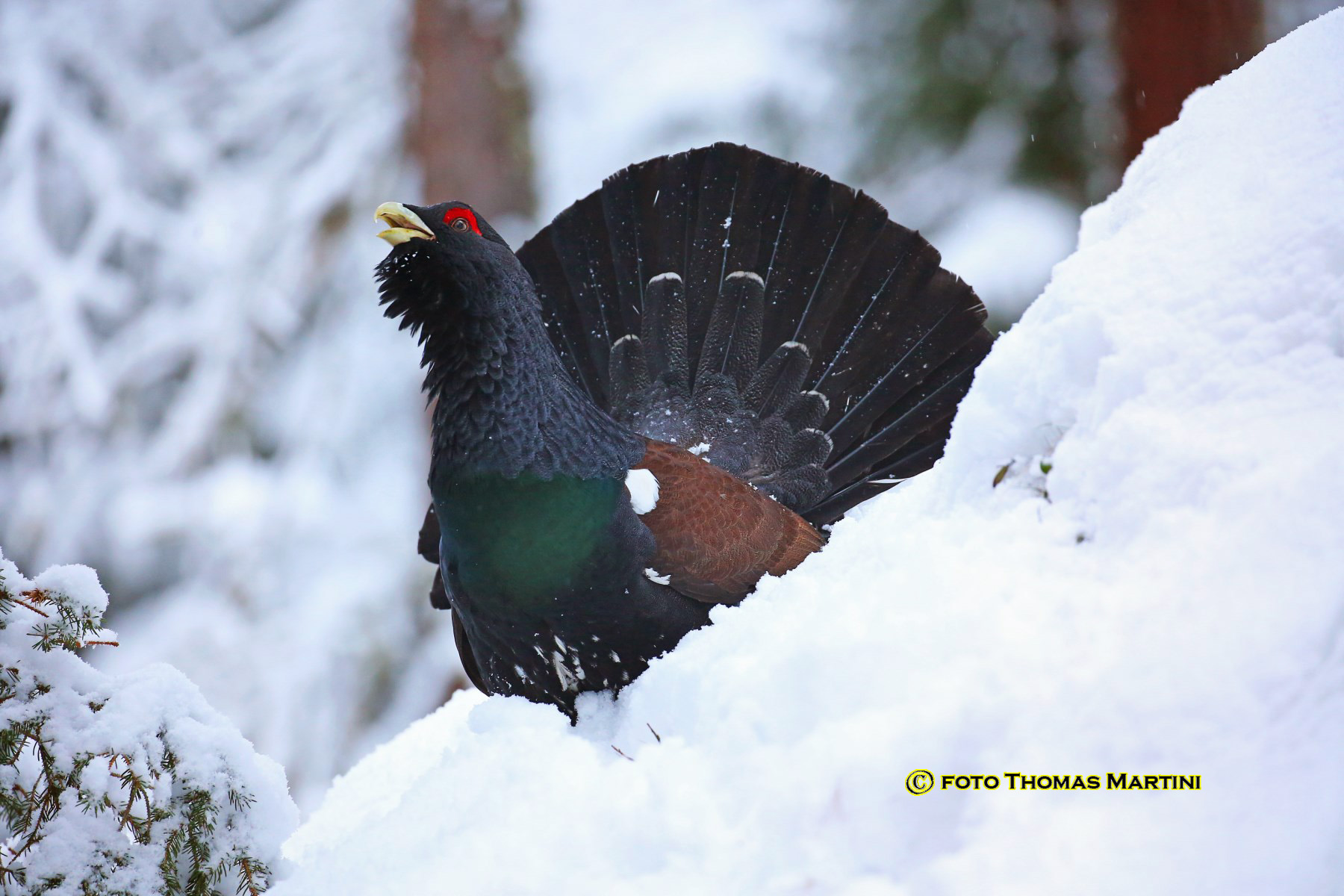 Il cedrone e la neve