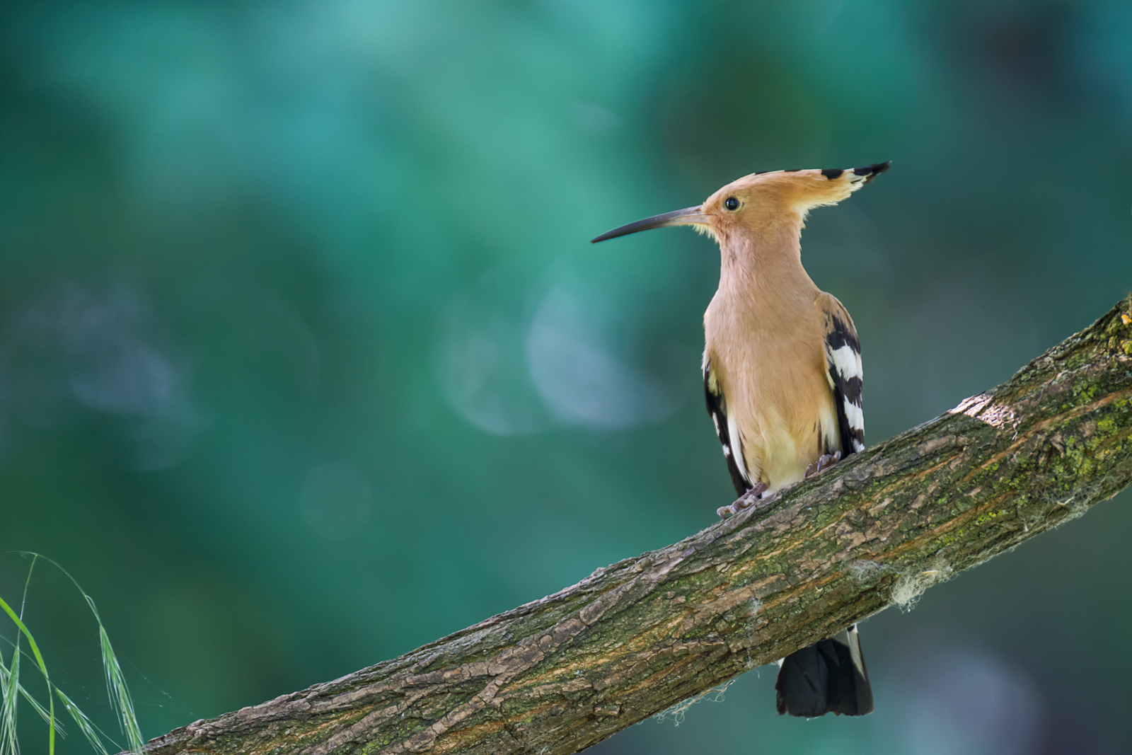 Hoopoe