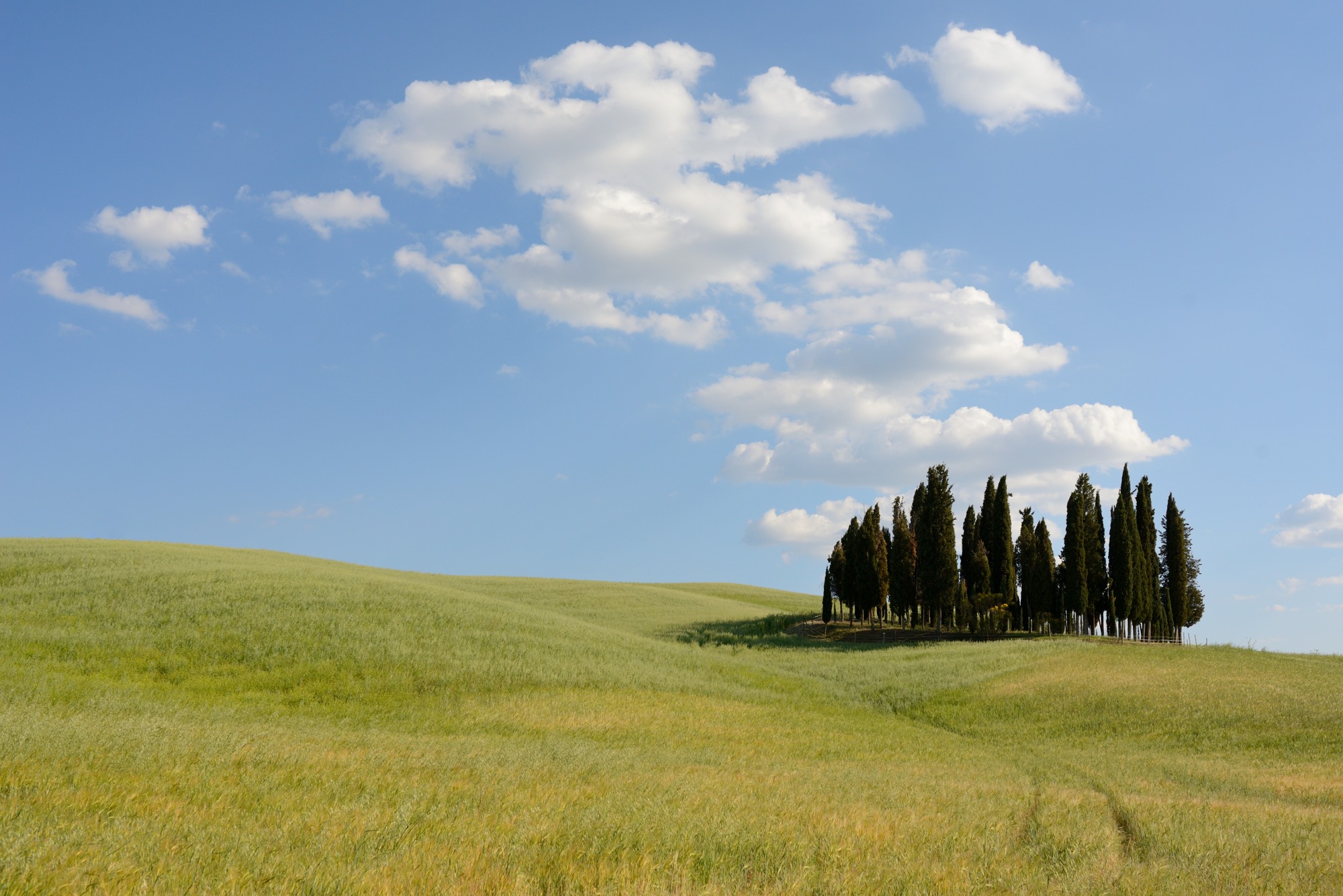 Cypresses