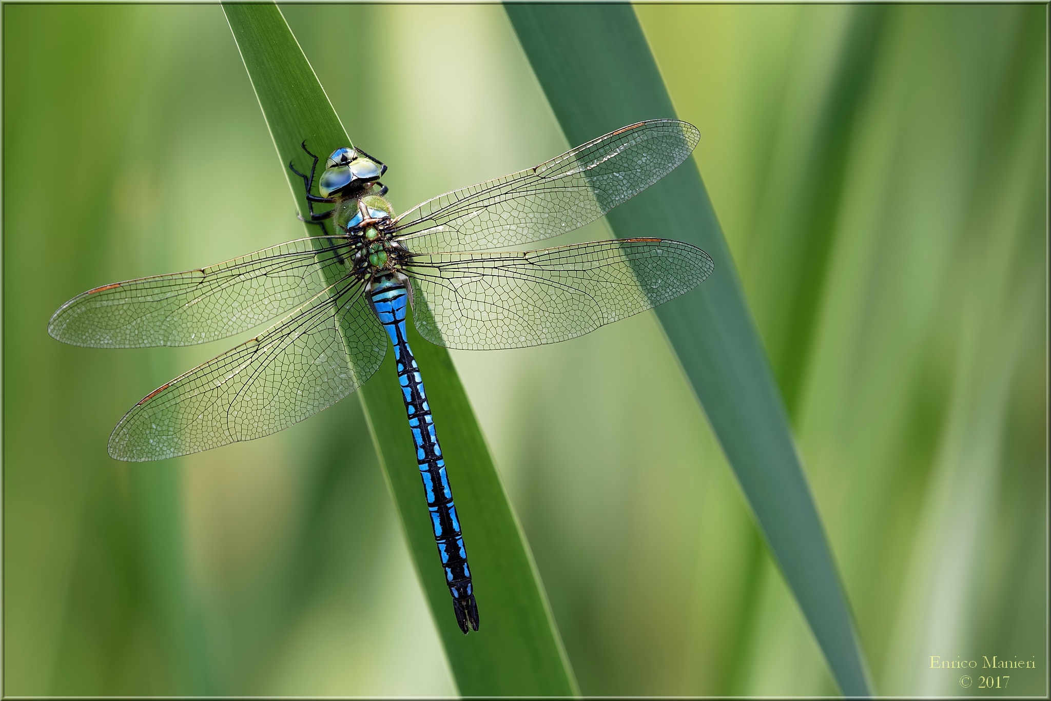 Anax Imperator