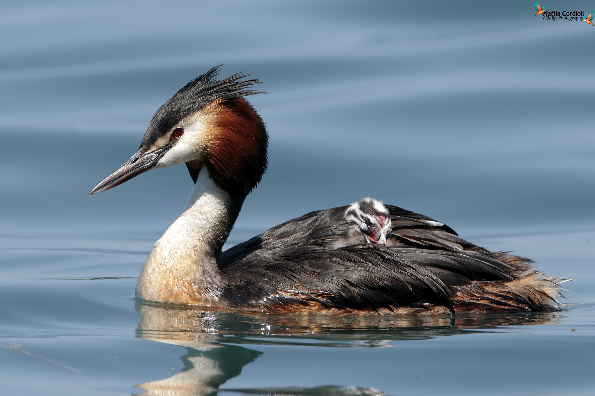 The rest of the little one