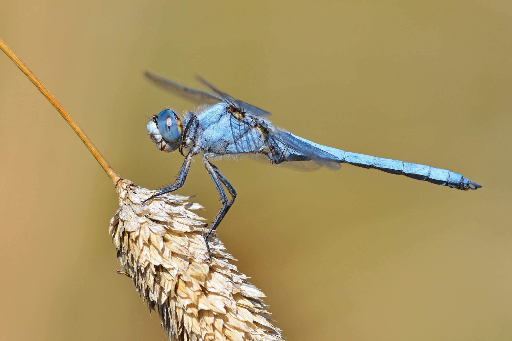 Orthetrum brunneum