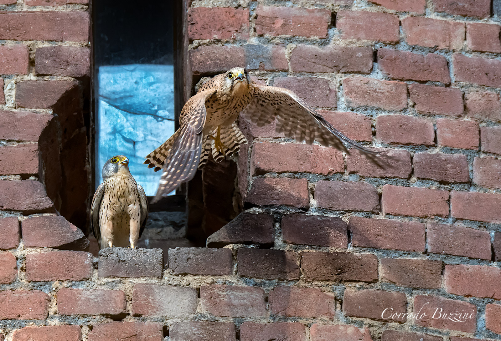 Male and female kestrel