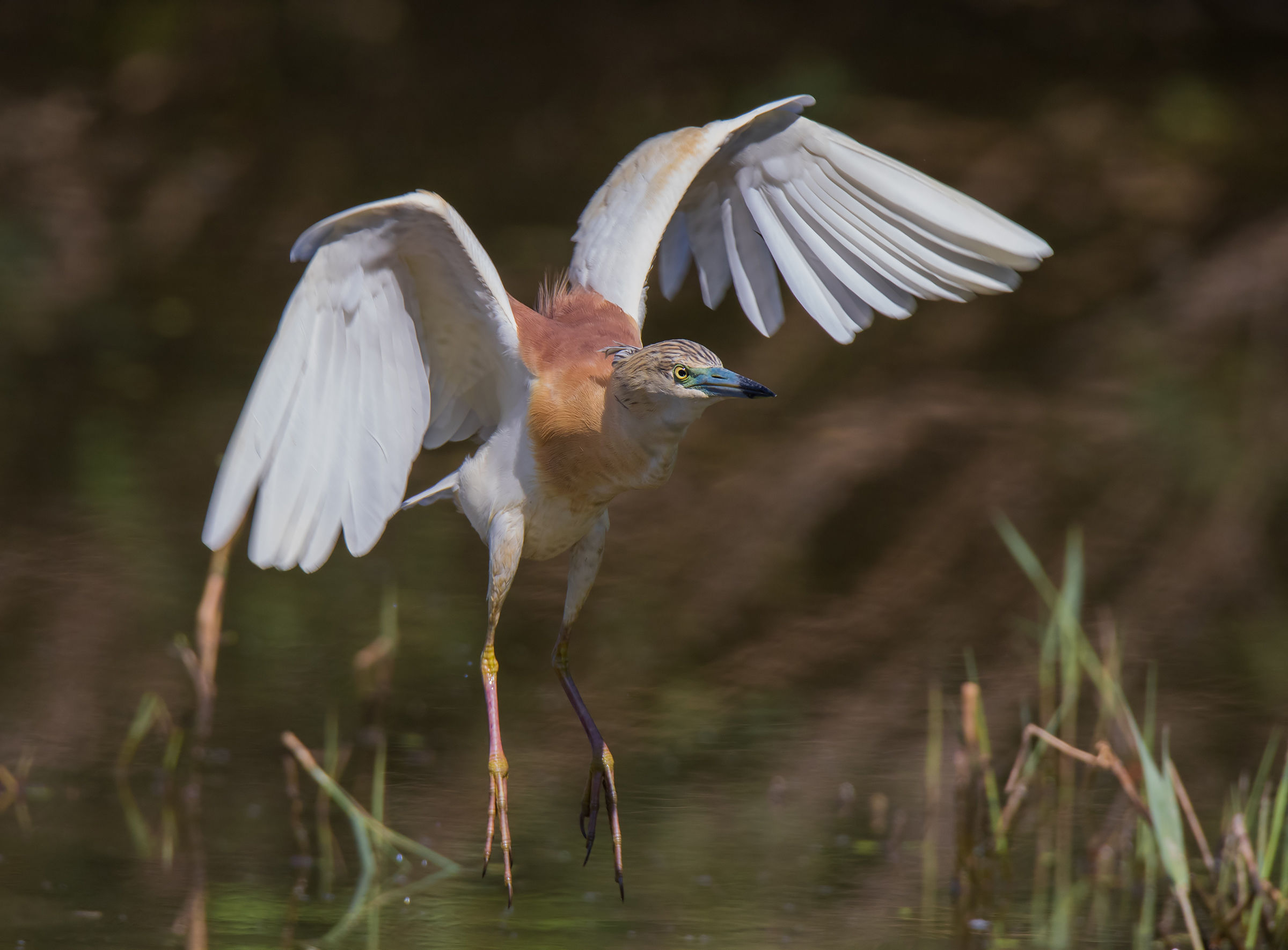 The arrival of the sgarza