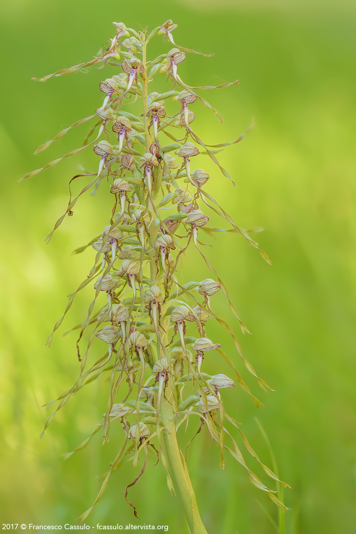 Himantoglossum adriaticum H. Baumann, 1978