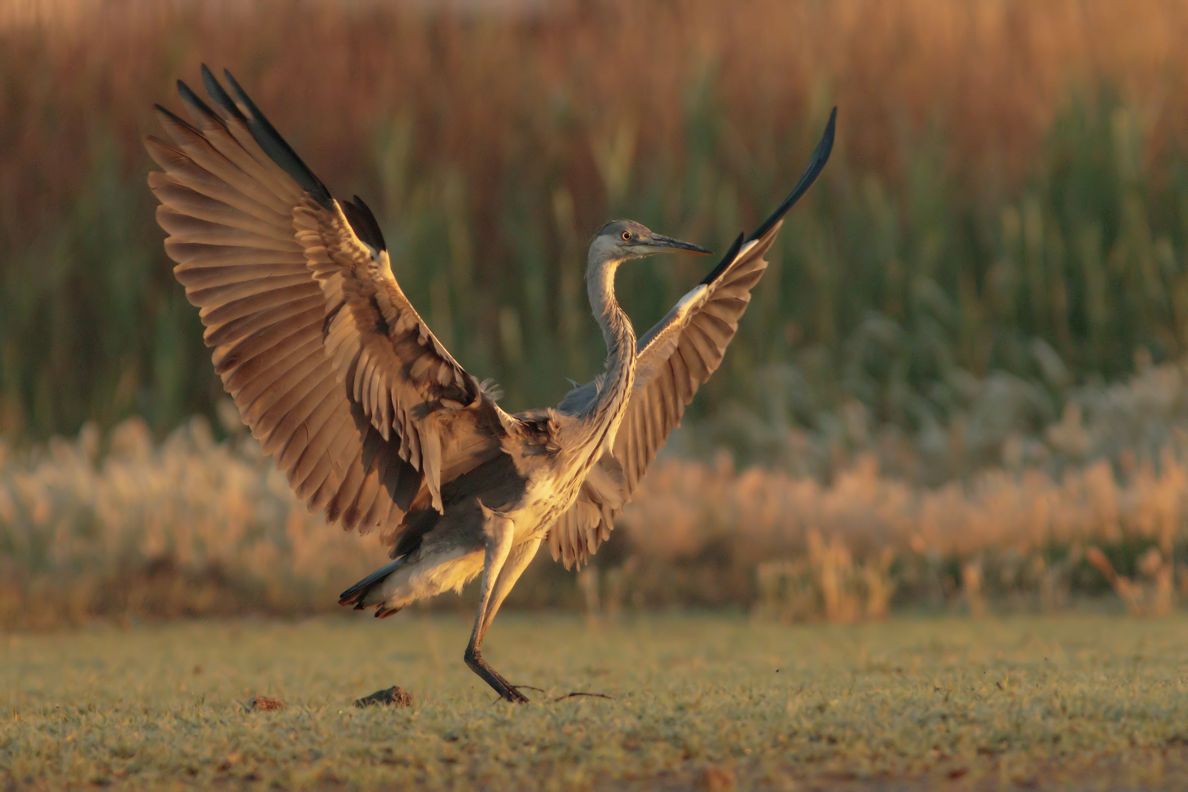 Heron at the Early Dawn.