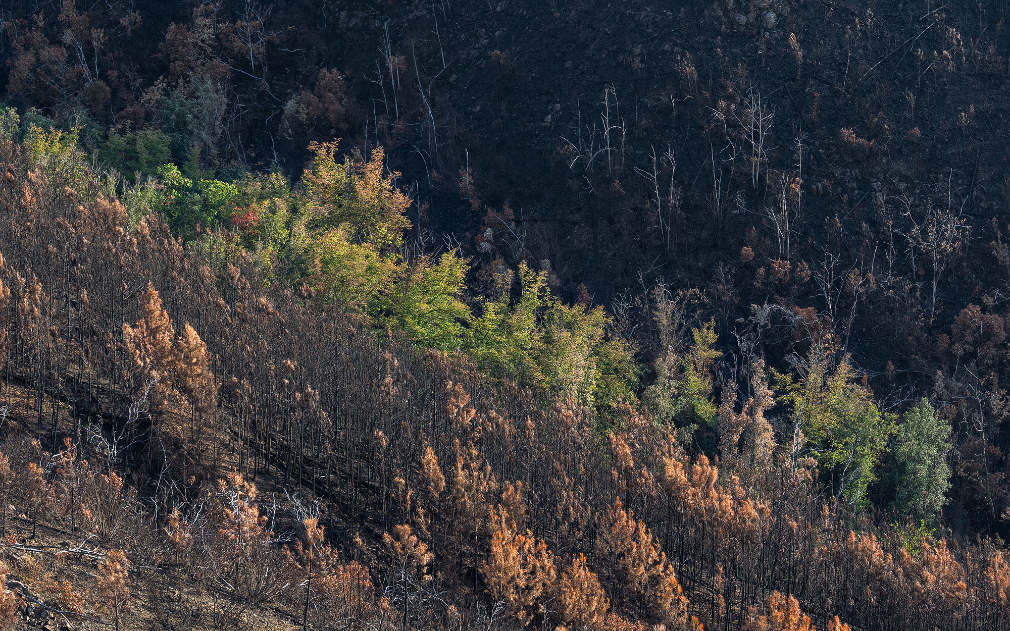 La natura e il fuoco #2