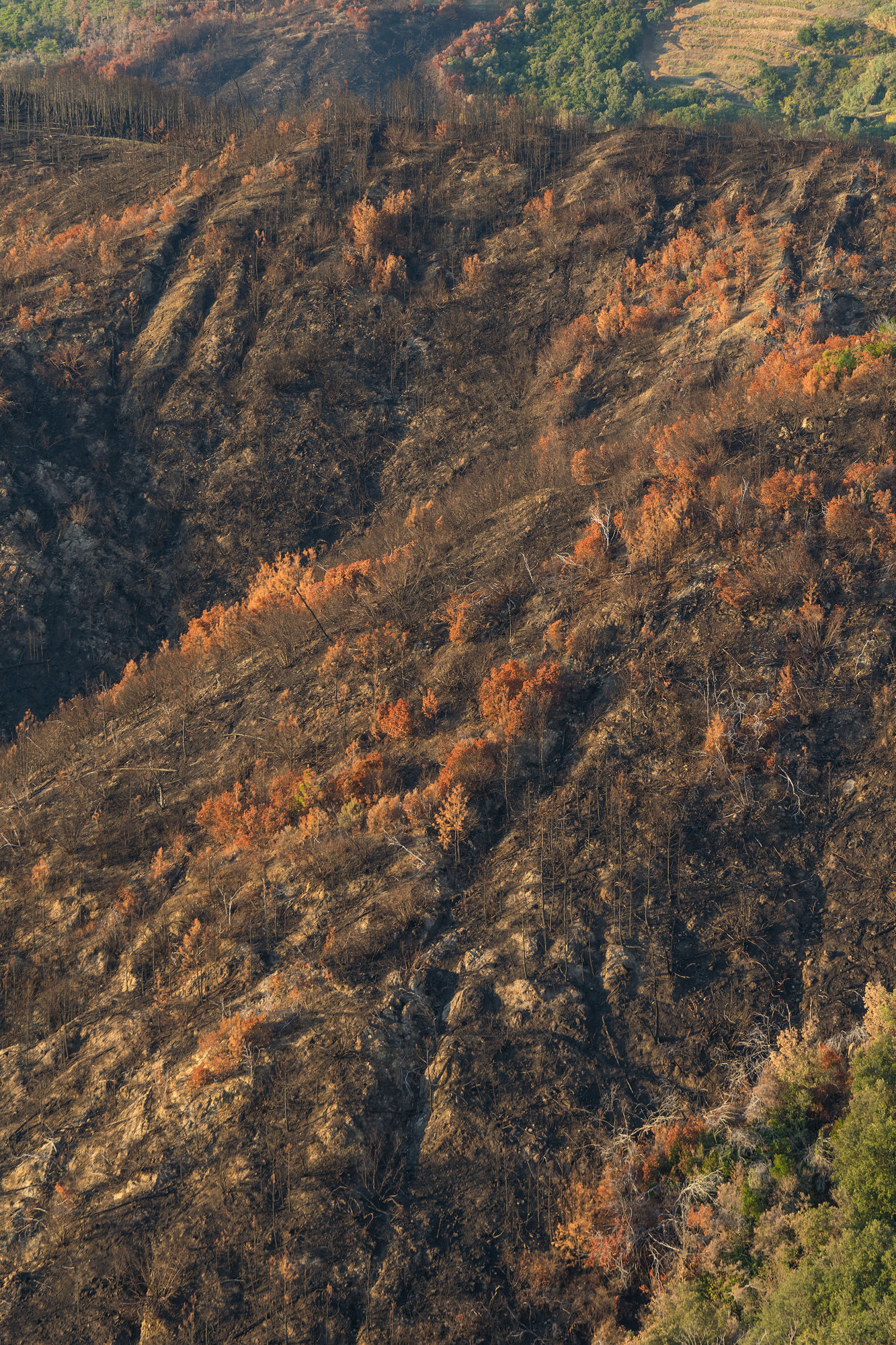 La natura e il fuoco #3