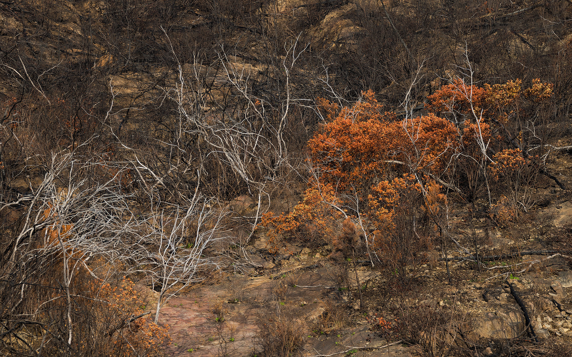 la natura e il fuoco #4
