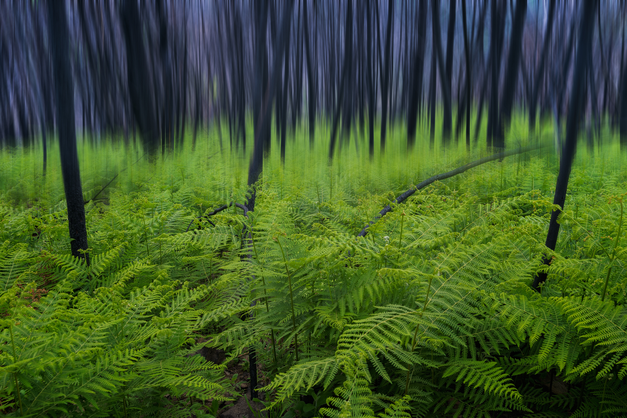 La natura e il fuoco #6