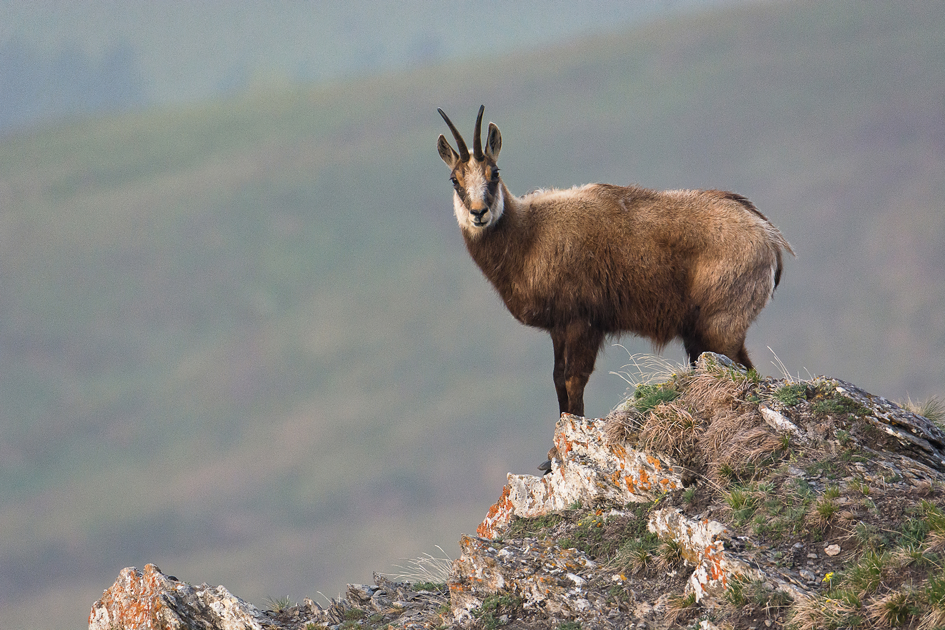 Chamois