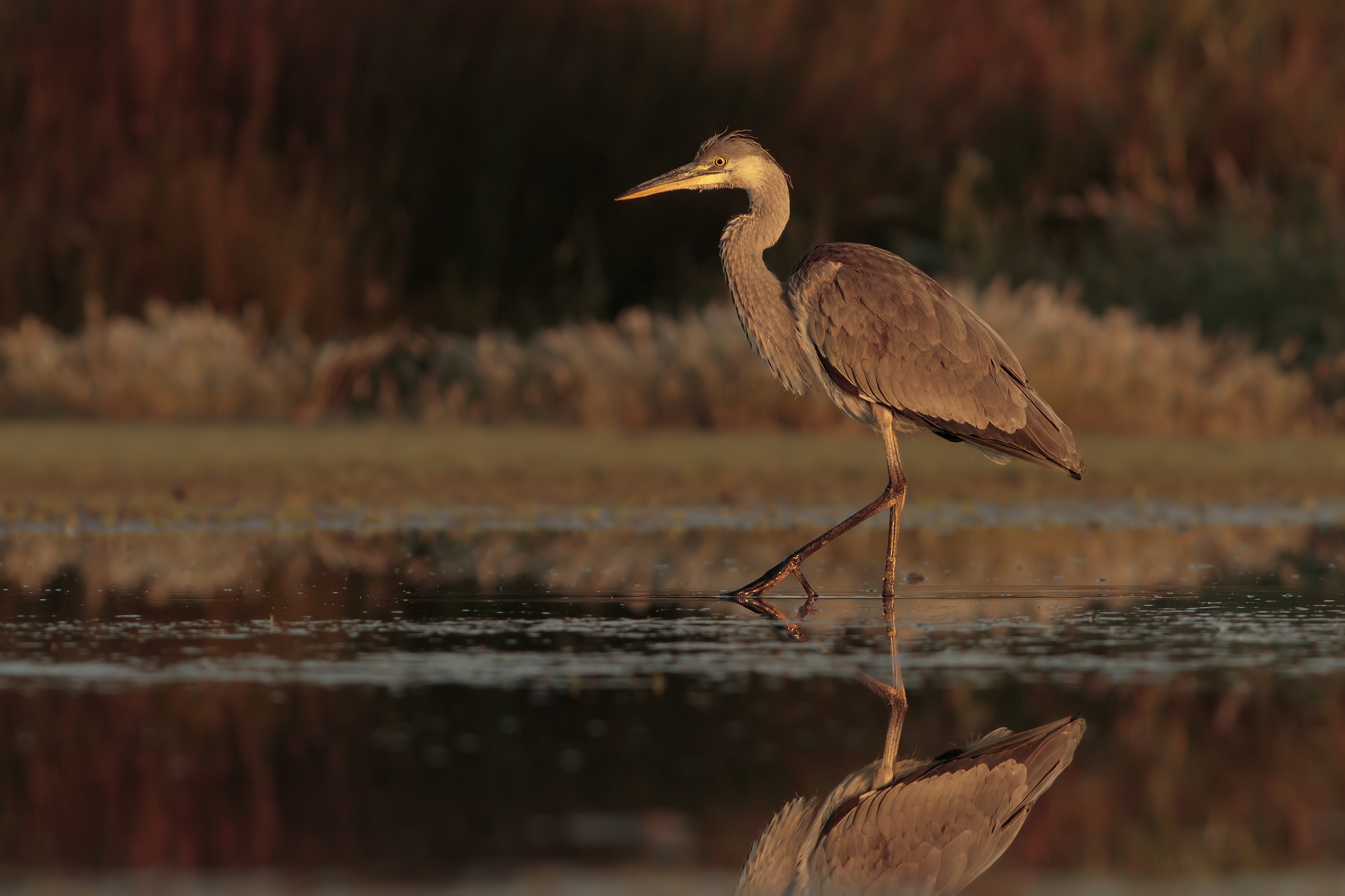 Heron at the Early Dawn.
