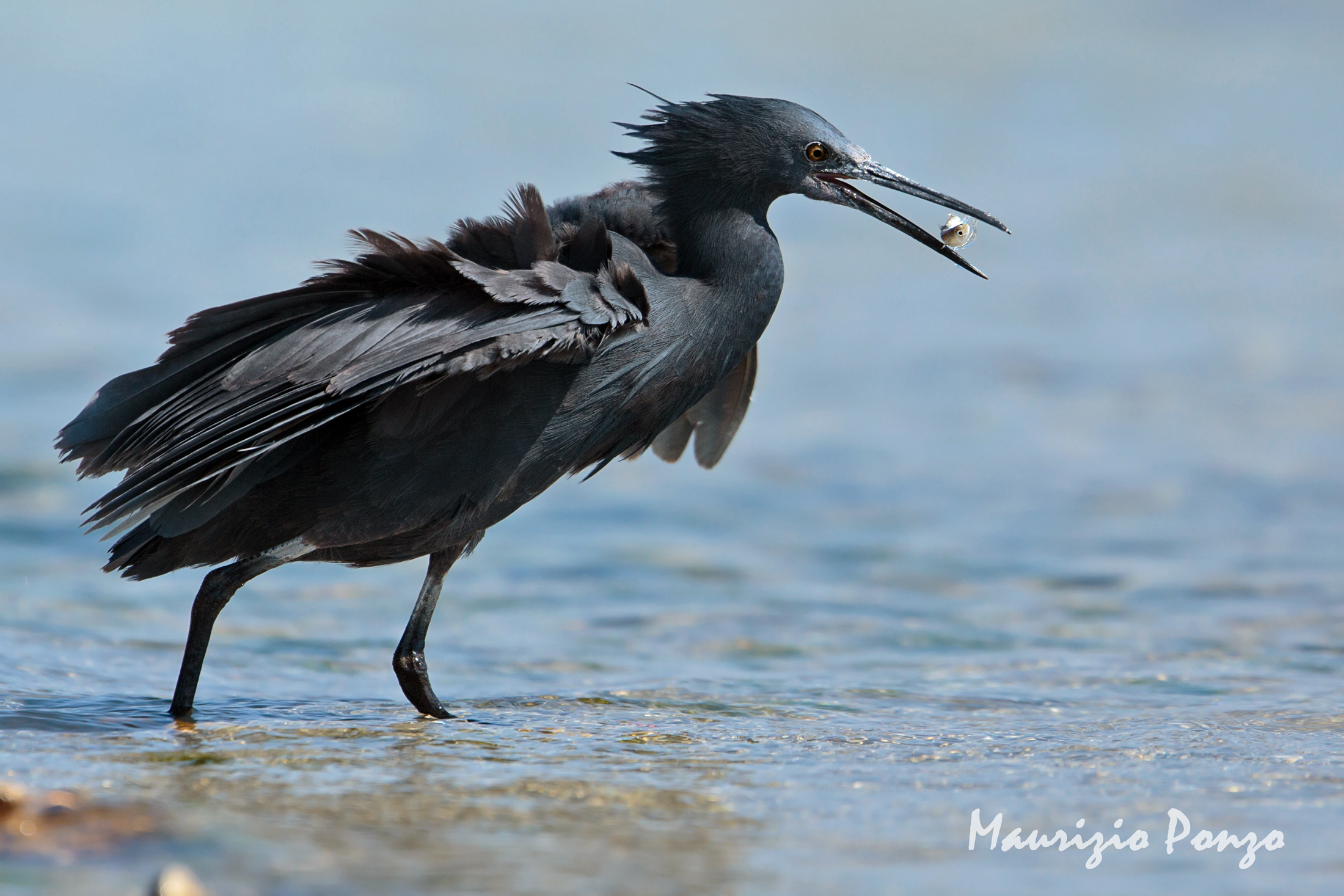 Black Heron