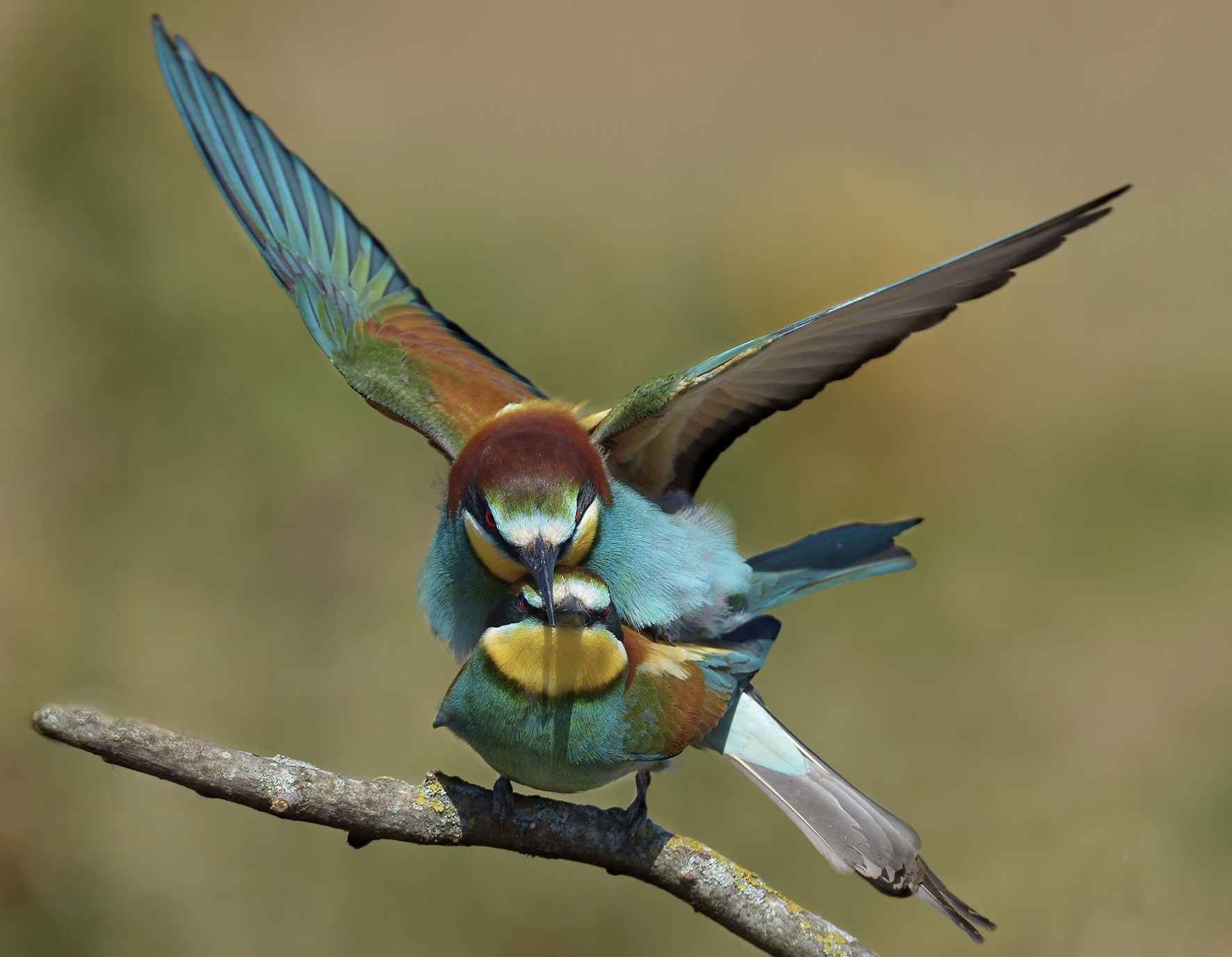 L'accoppiamento dei gruccioni.