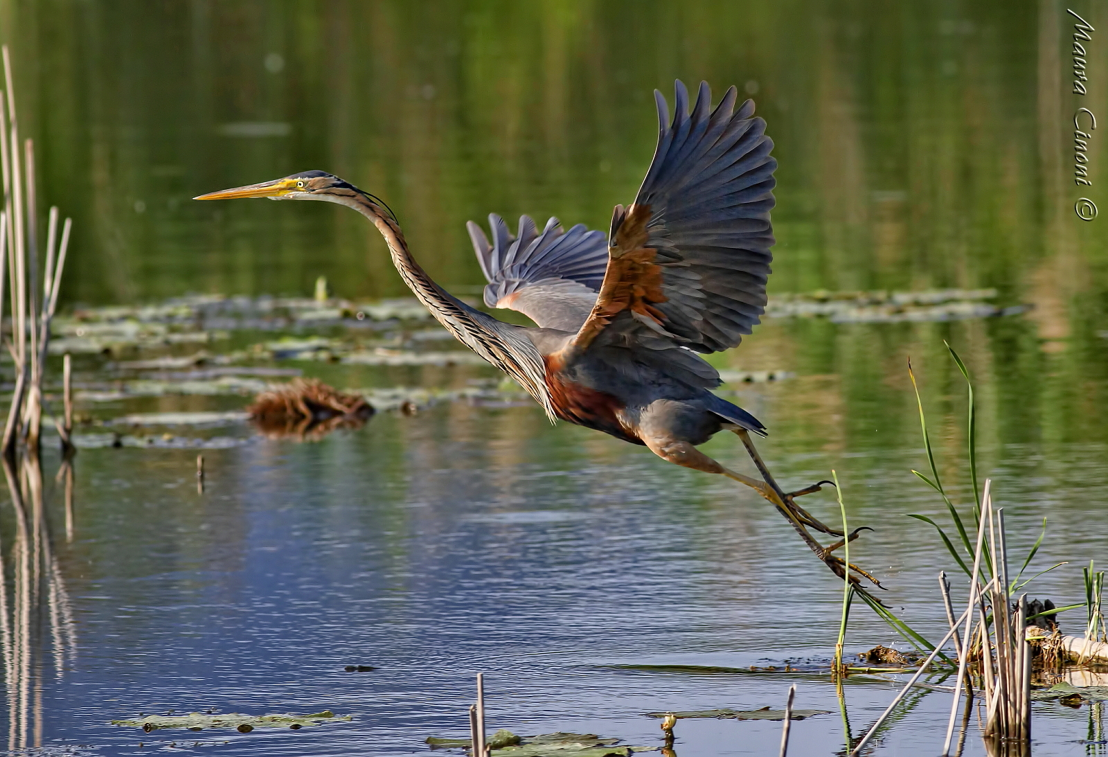 Red Heron Inclusion