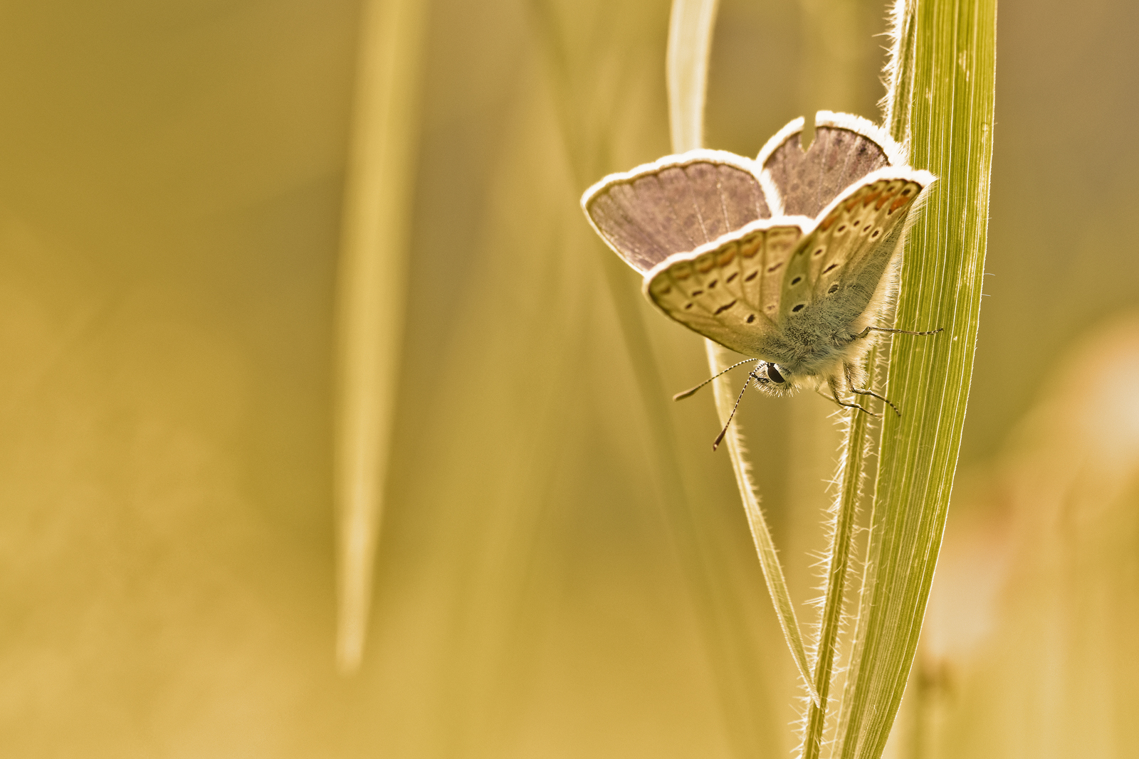 Glaucopsyche melanops