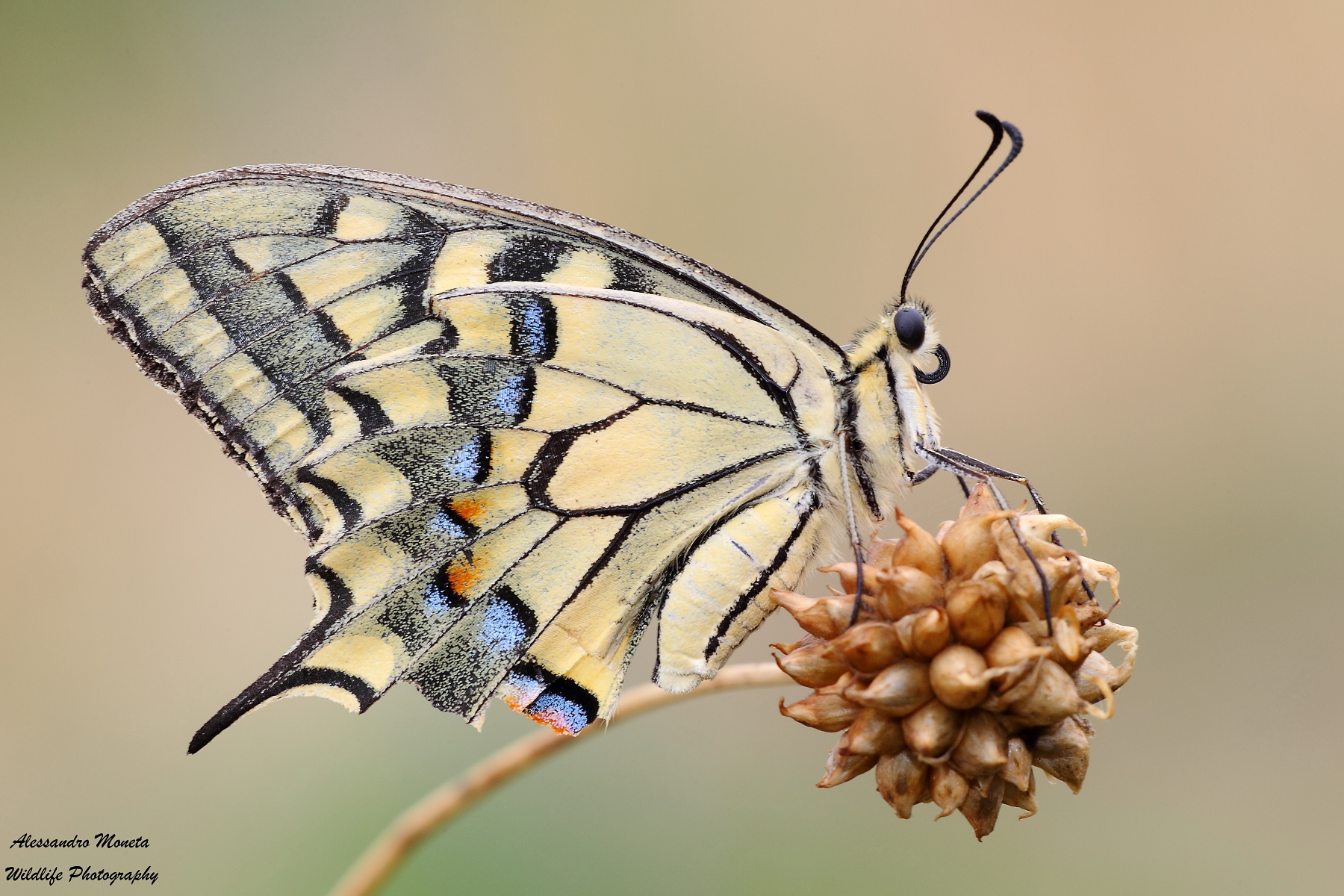 Machaon