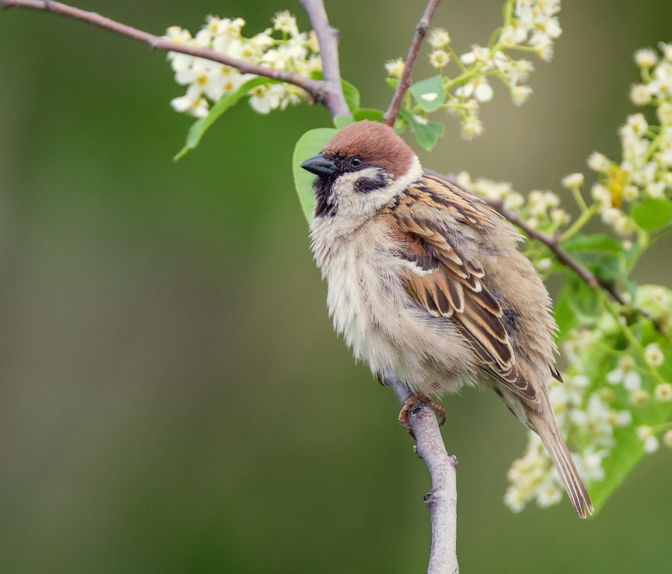 Tree sparrow