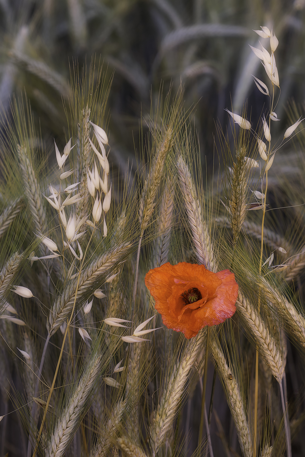 il grano inizia  a maturare...