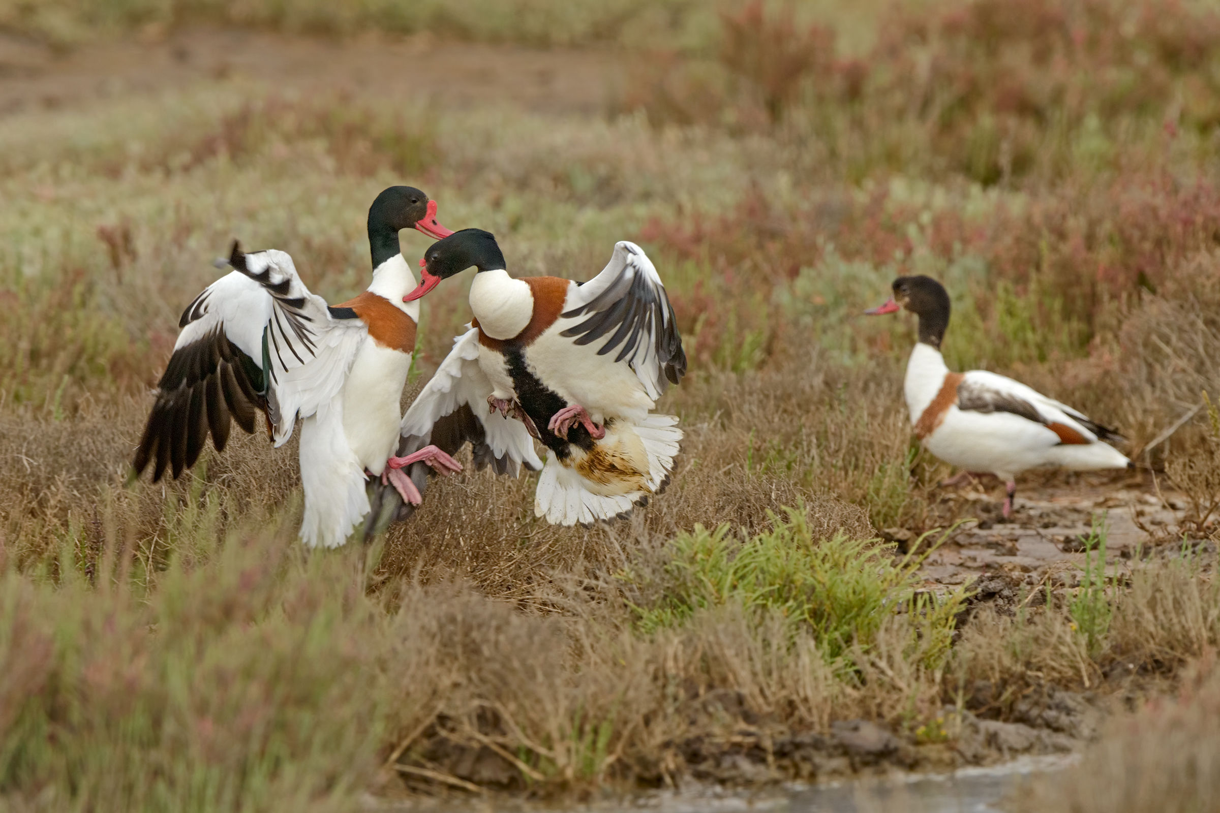 volpoche in combattimento