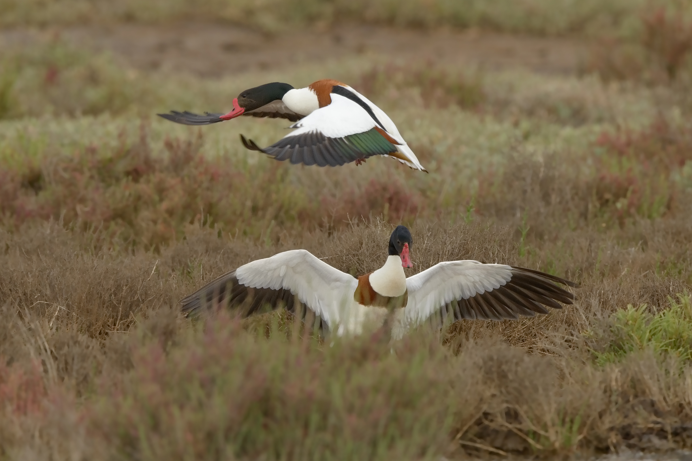 volpoche in combattimento-3