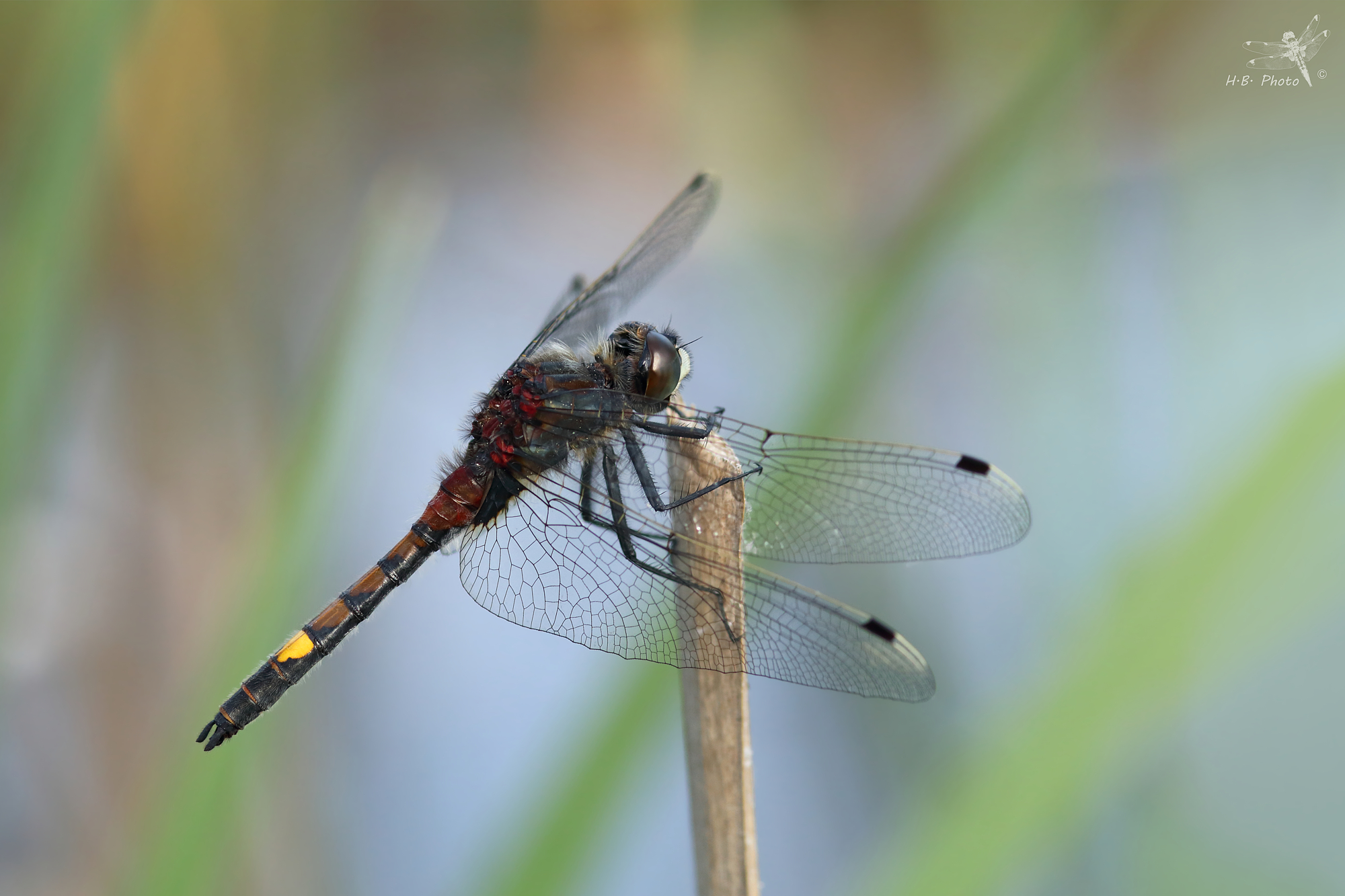 Leucorrhinia pectoralis, maschio