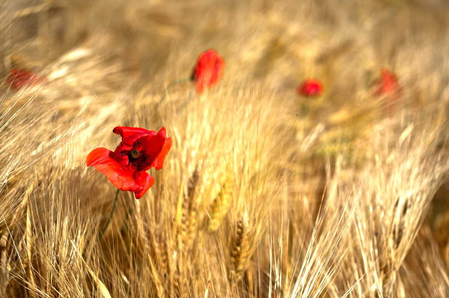 Gold ... the most precious one!