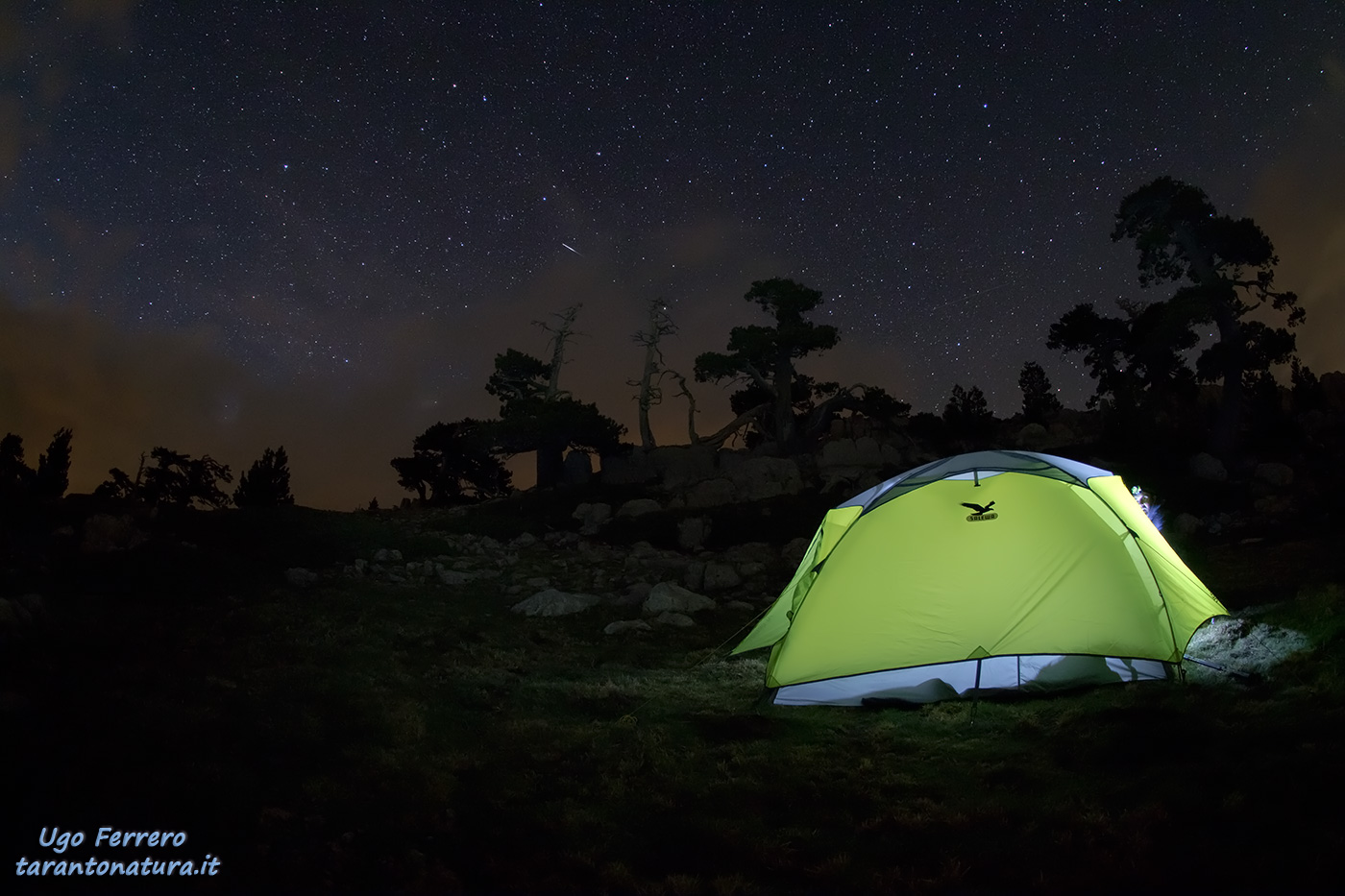 Night starred among the loricati