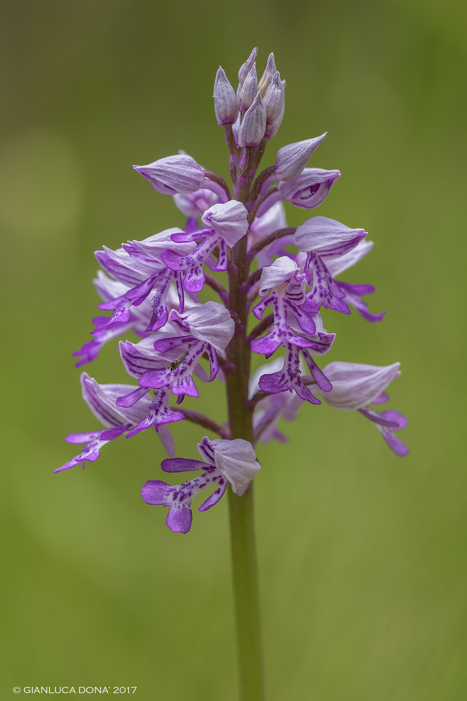 Orchis militaris L., 1753
