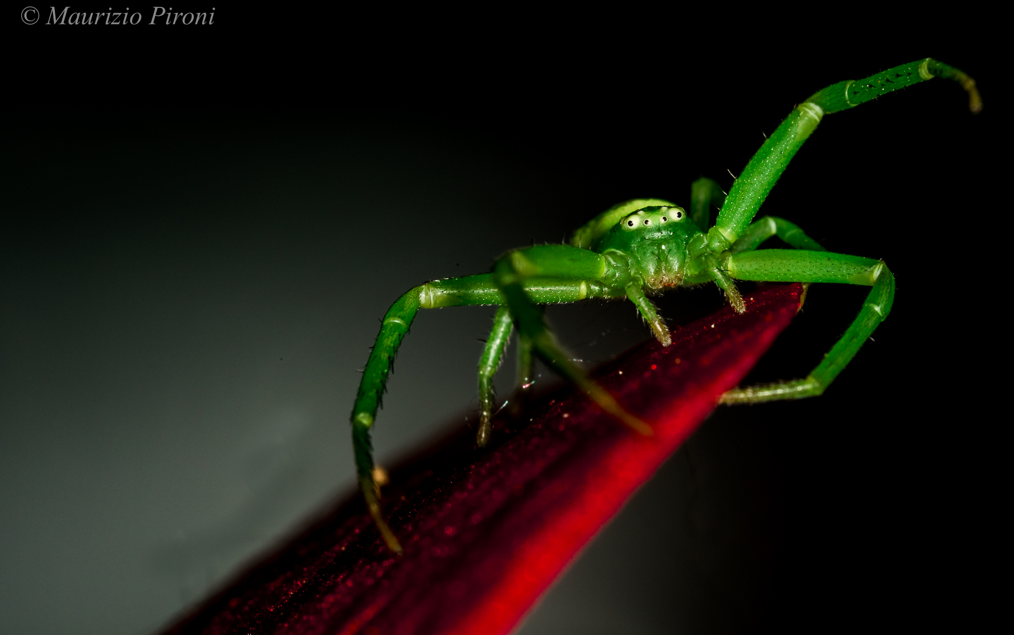 Green spider on red