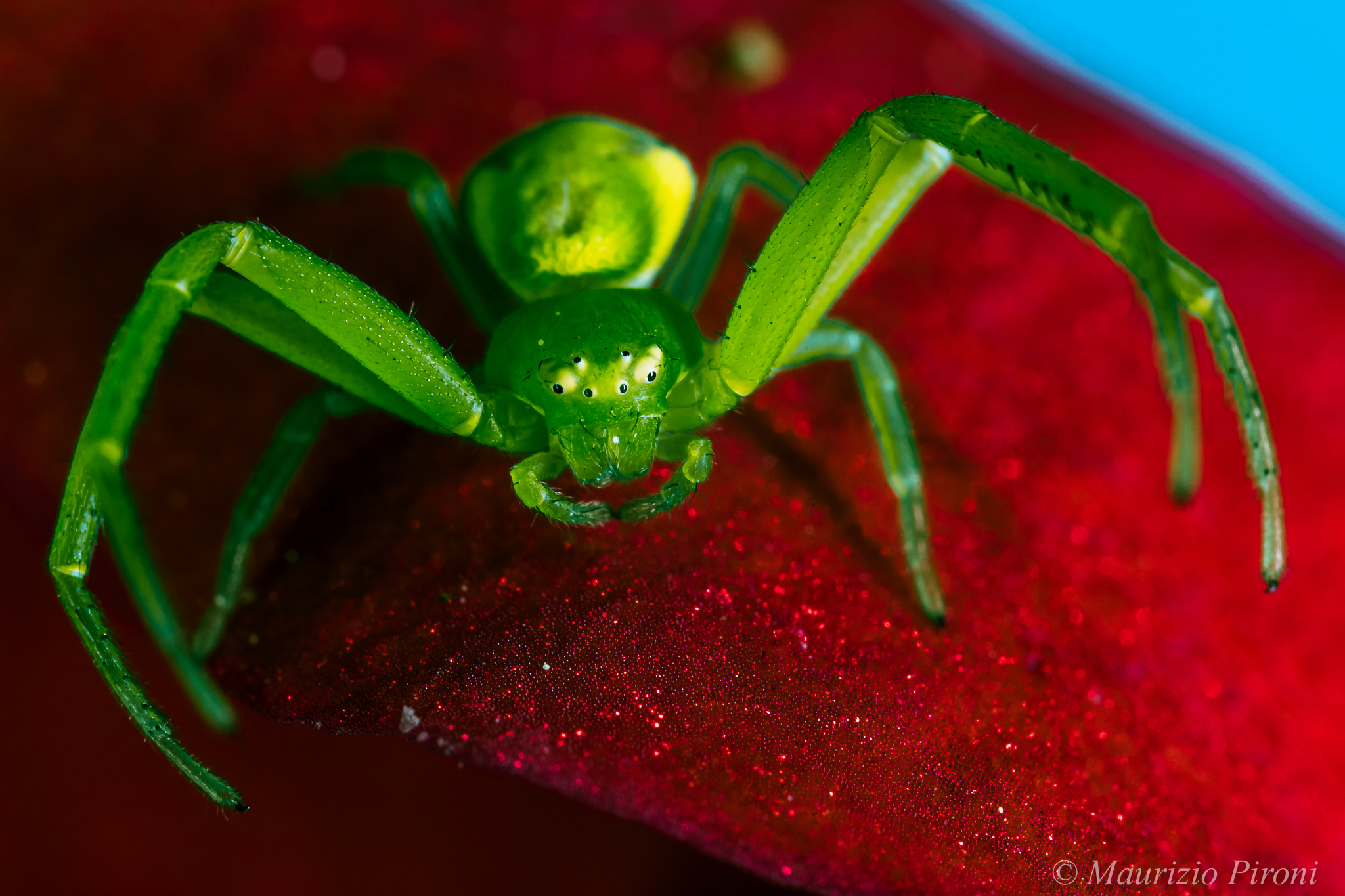 Green spider