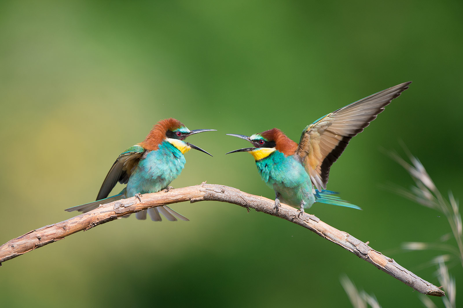 Gruccioni-Merops apiaster