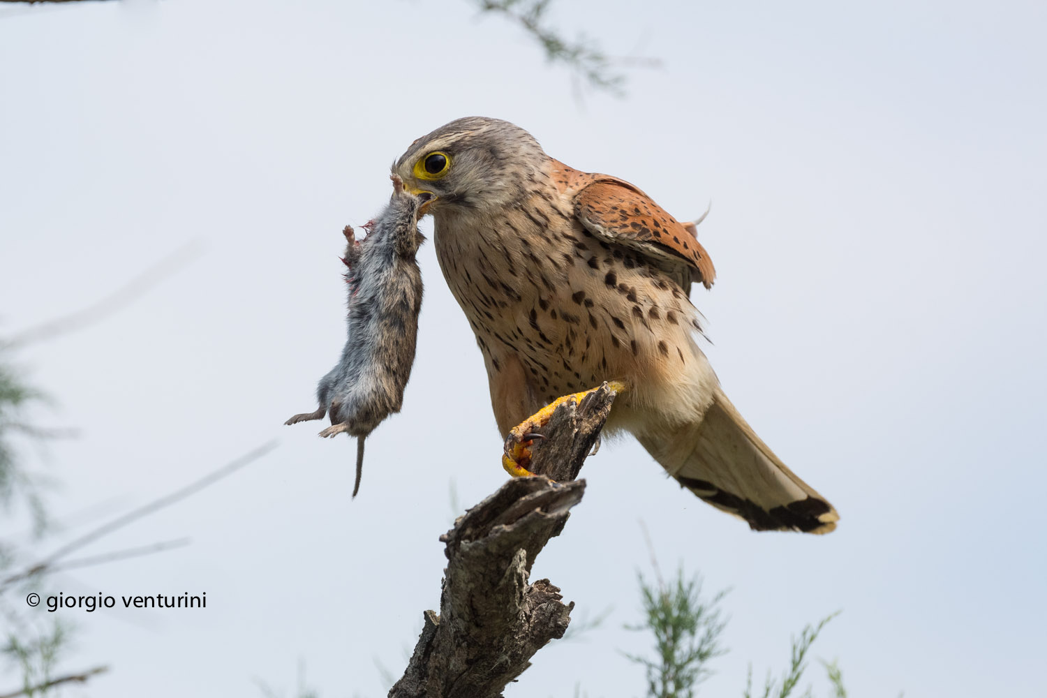 gheppio maschio con arvicola
