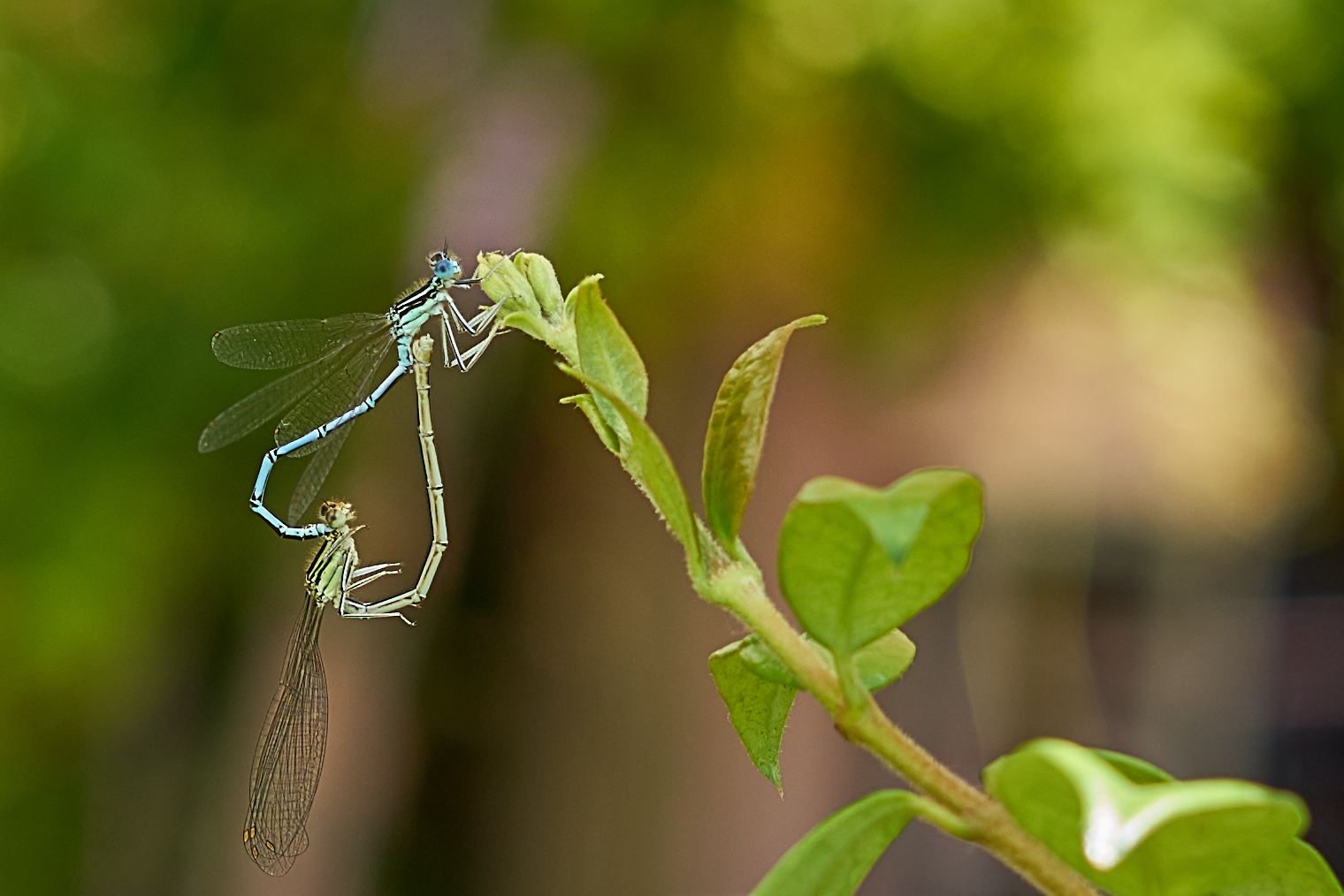 Damigelle del cuore 2
