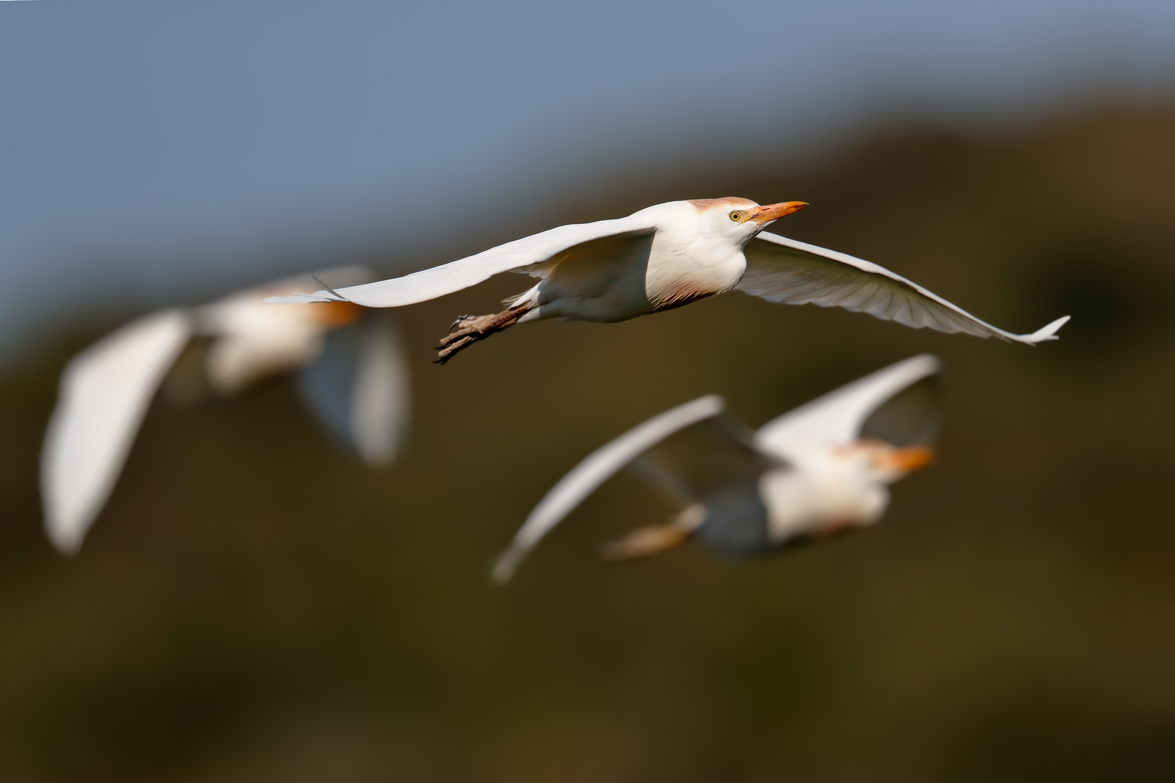 Di ritorno dalla campagna