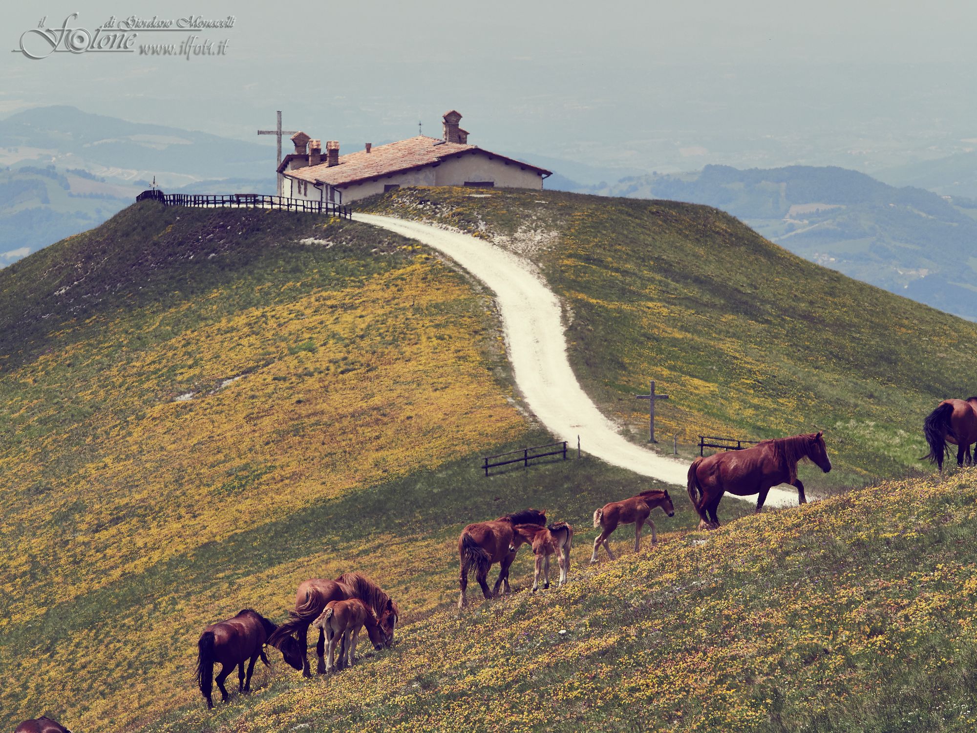 Horses on the top