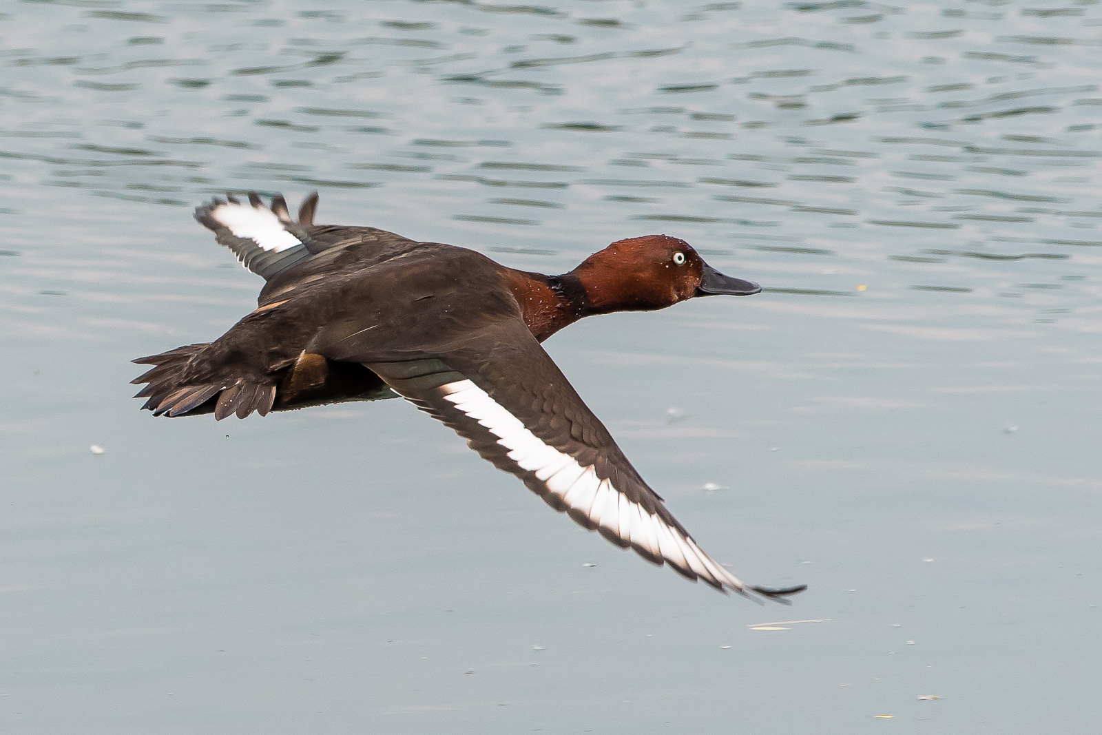 Ferrugineous duck/Moretta tabaccata (Aythya nyroca)