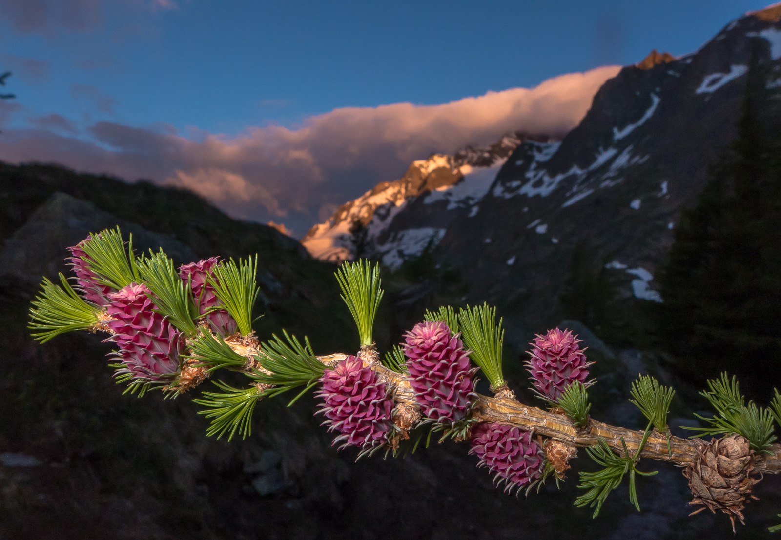 Larch/Larice (Larix decidua)