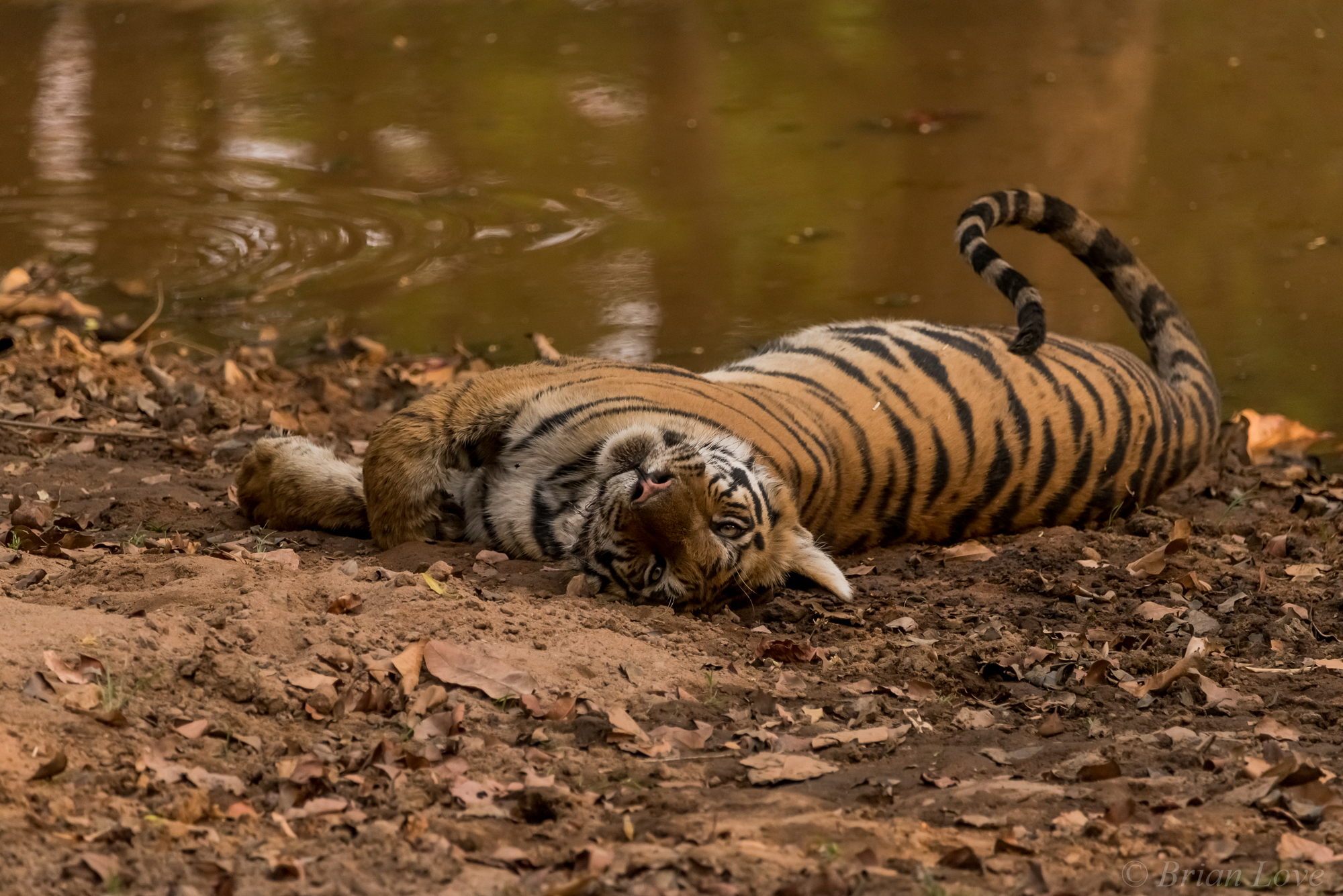 Proprio come il tuo gatto della tua casa!