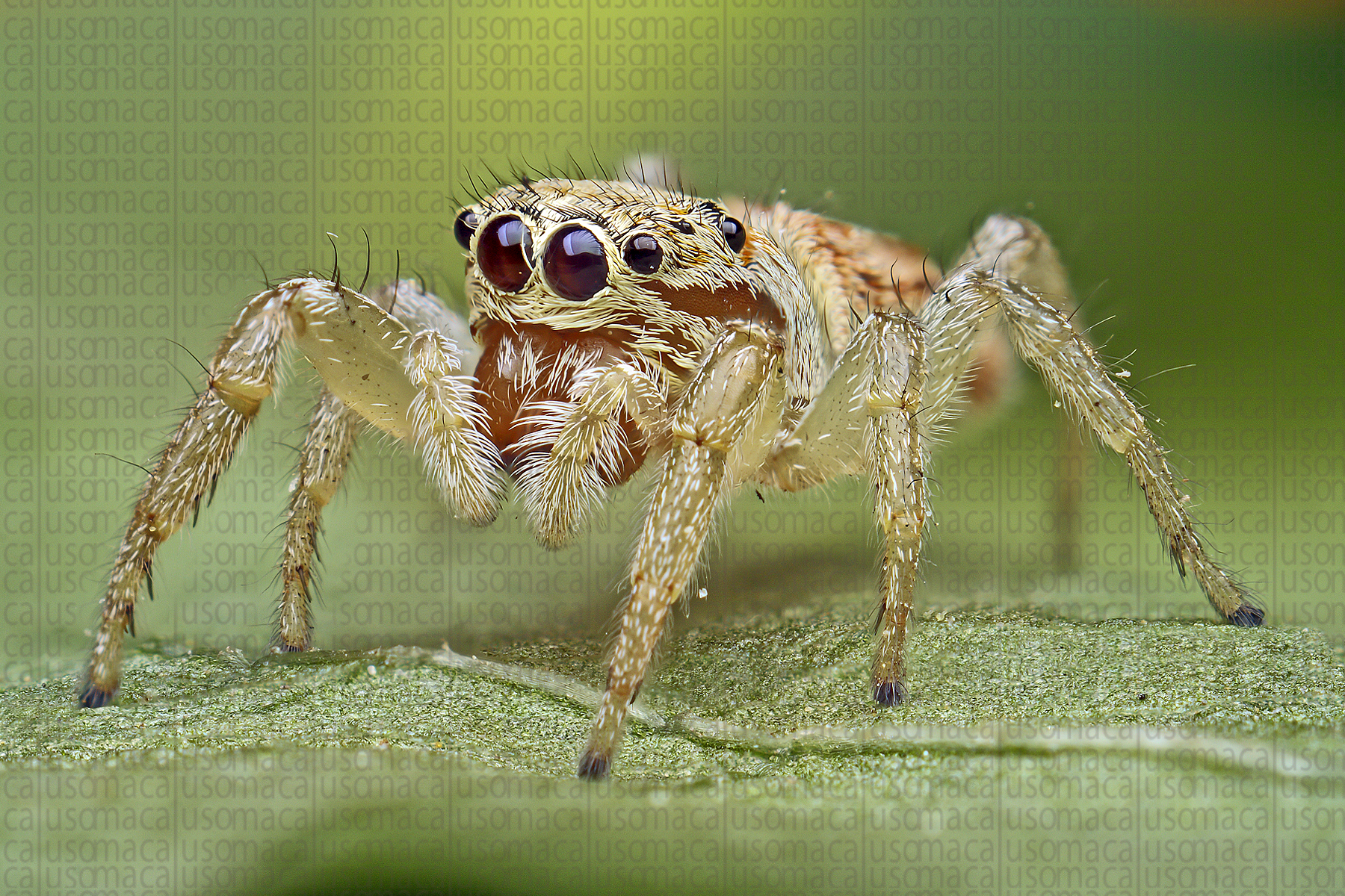 Icius hamatus (femmina)