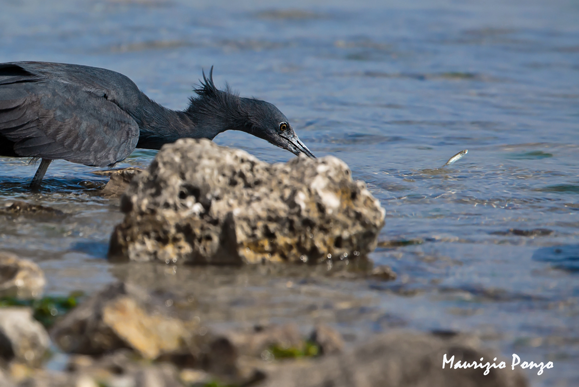 Salvooooooo "Airone Black"