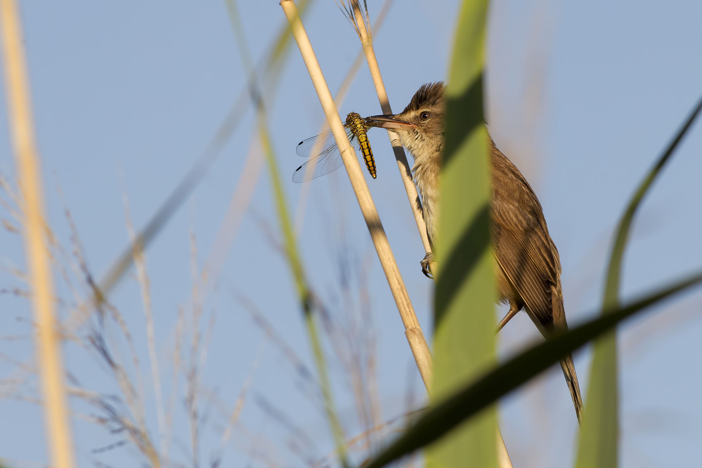 Cannareccione con Libellula