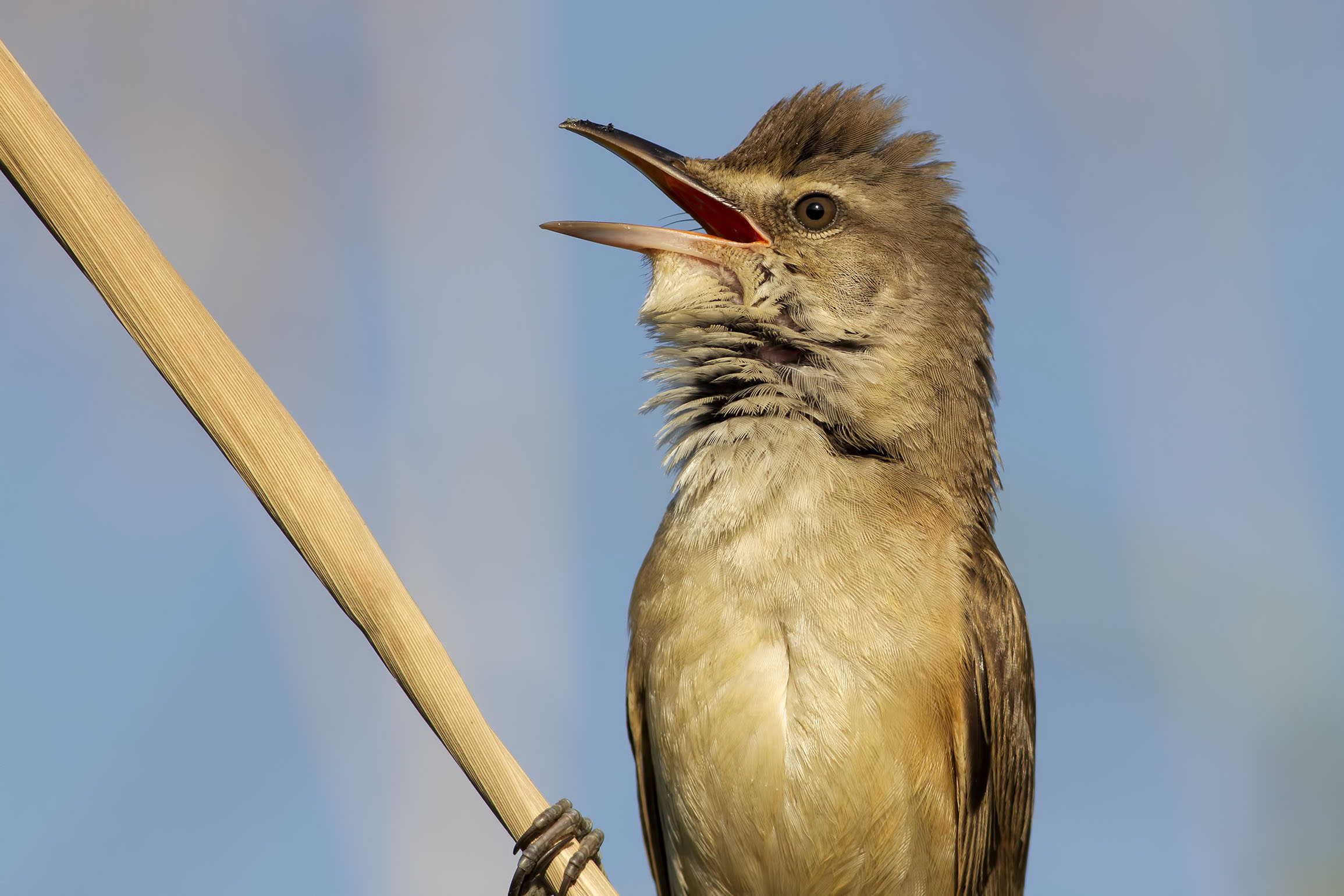 Cannareccione ( crop )